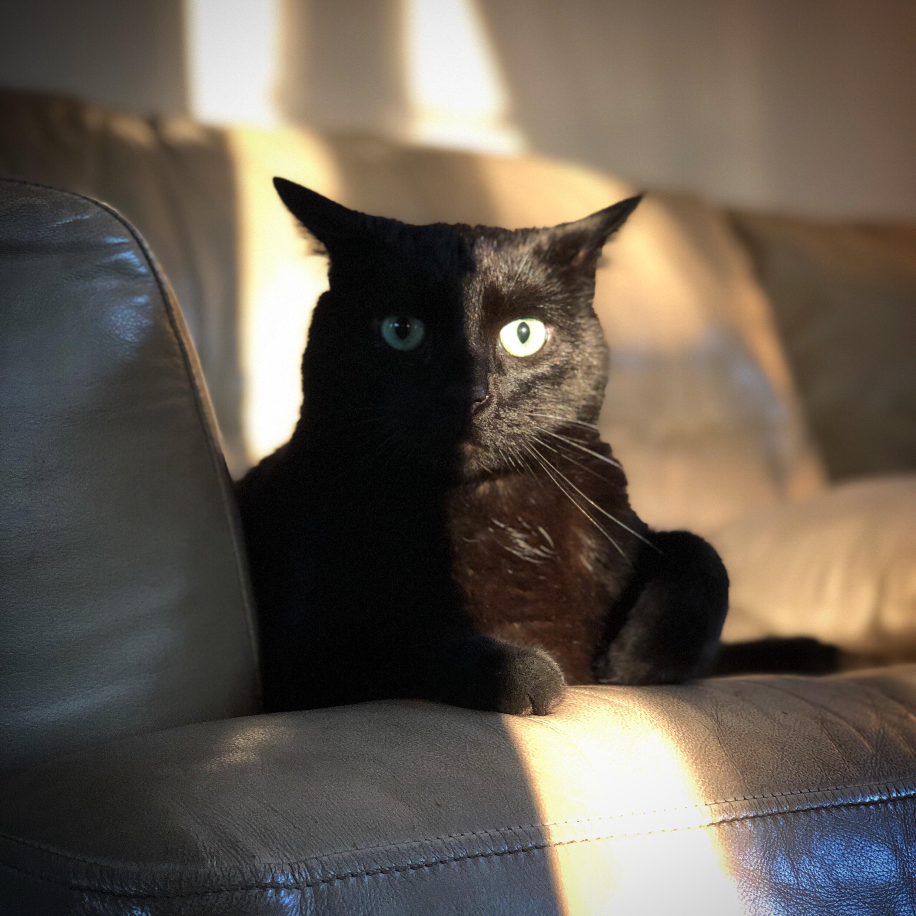 rare sighting of an owl cat r/pics