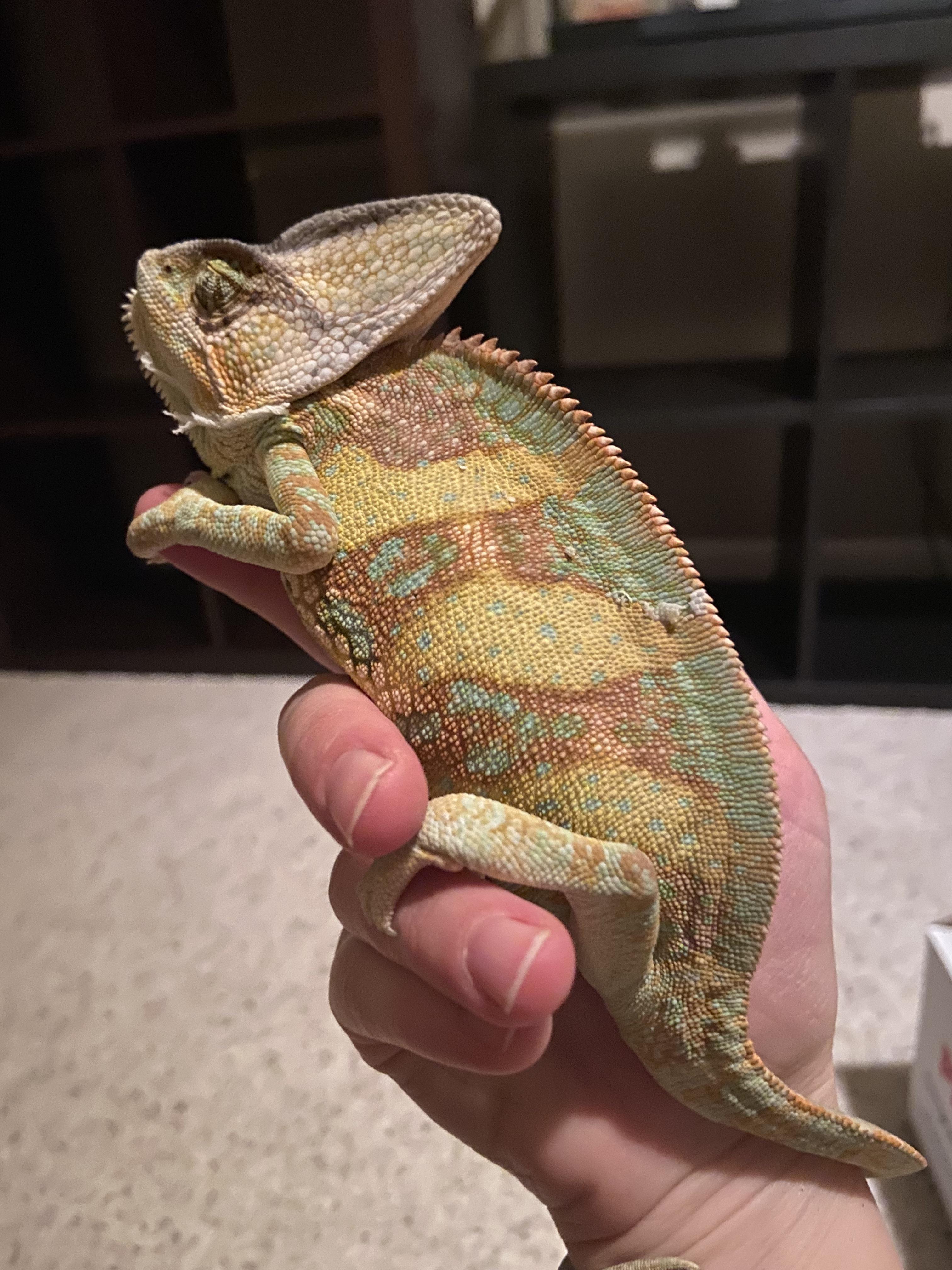 Got this baby tonight. He was free at Petco. I have other reptiles, but