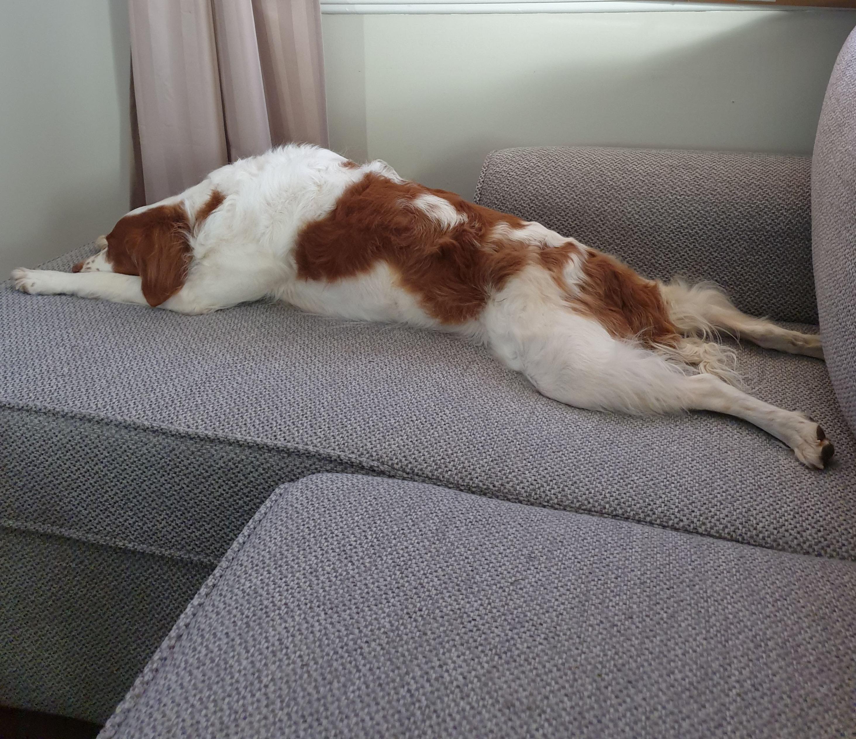 Couch potato dog 🥔 🐕 r/BrittanySpaniel