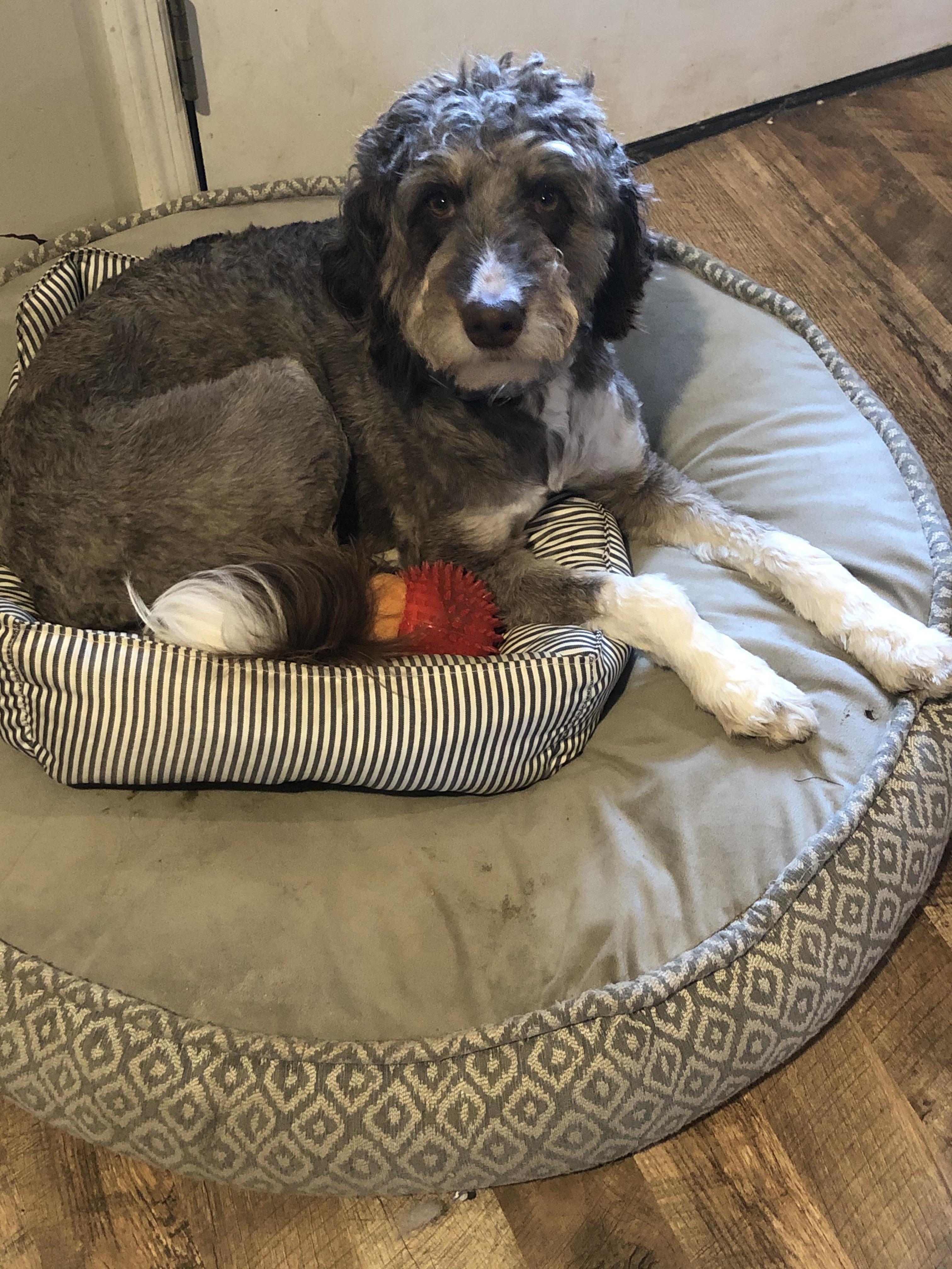 Sitting on a dog bed which is on top of another dog bed. 🤦🏼‍♀️😂 r
