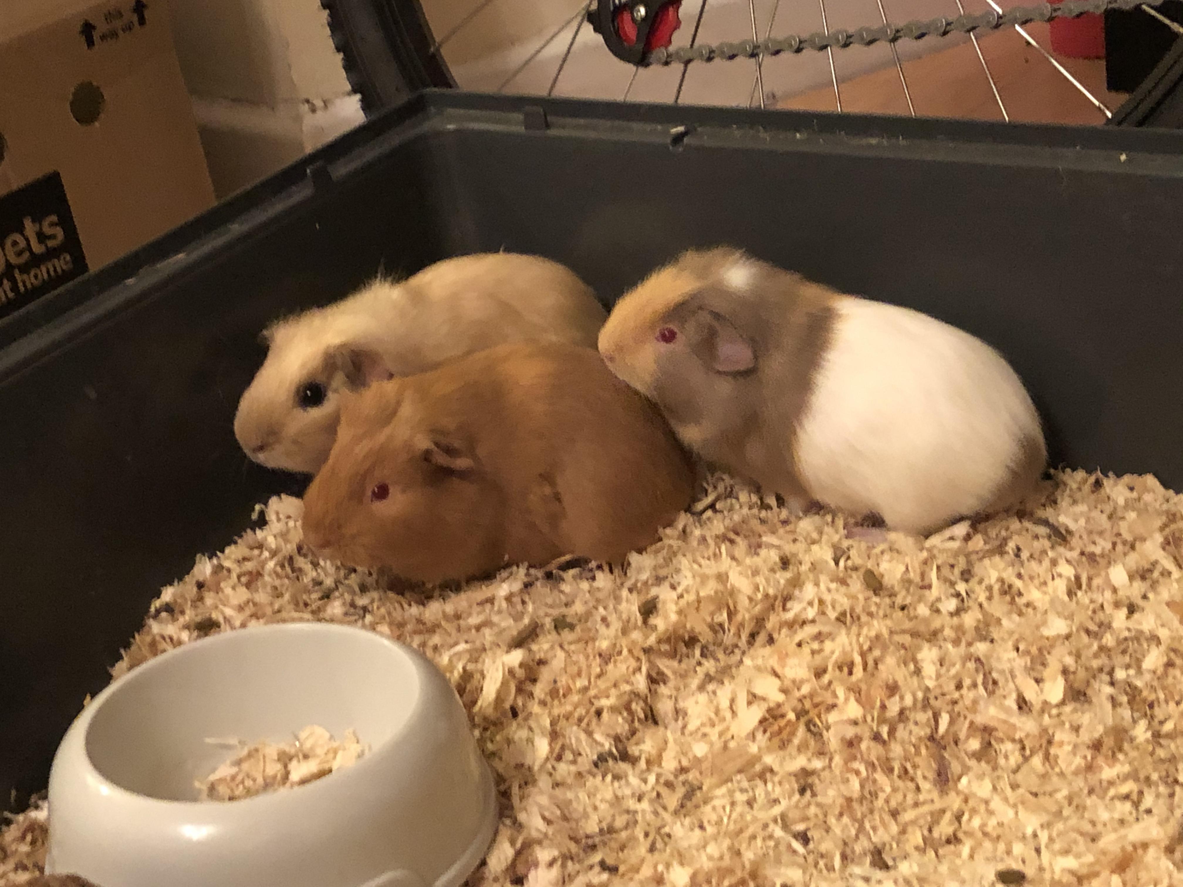 My cute pets r/cutepets