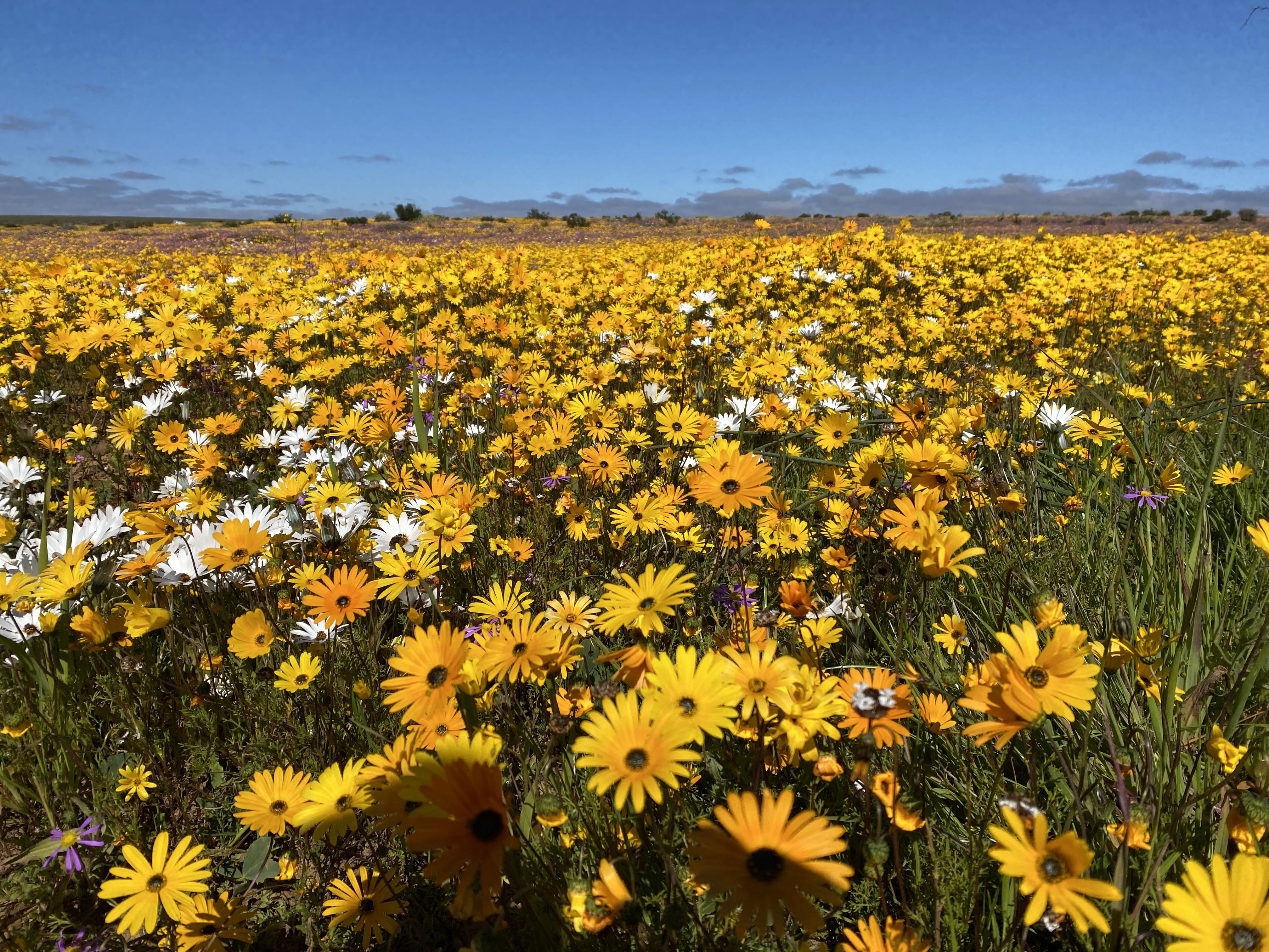 Namaqualand Flowers, South Africa. r/MostBeautiful
