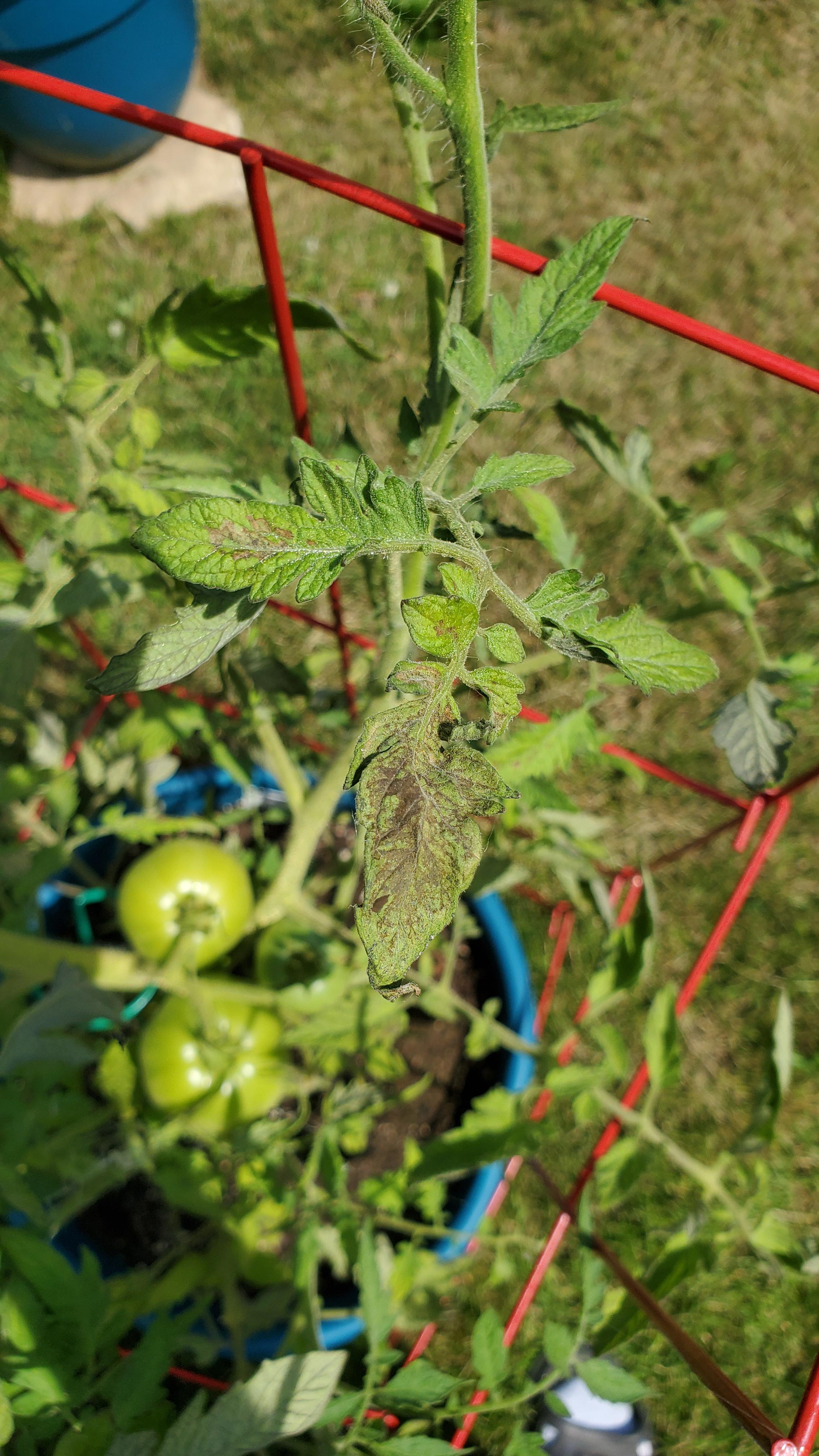 Potted Tomato plant sick. Anyone know what's wrong with it? r/garden