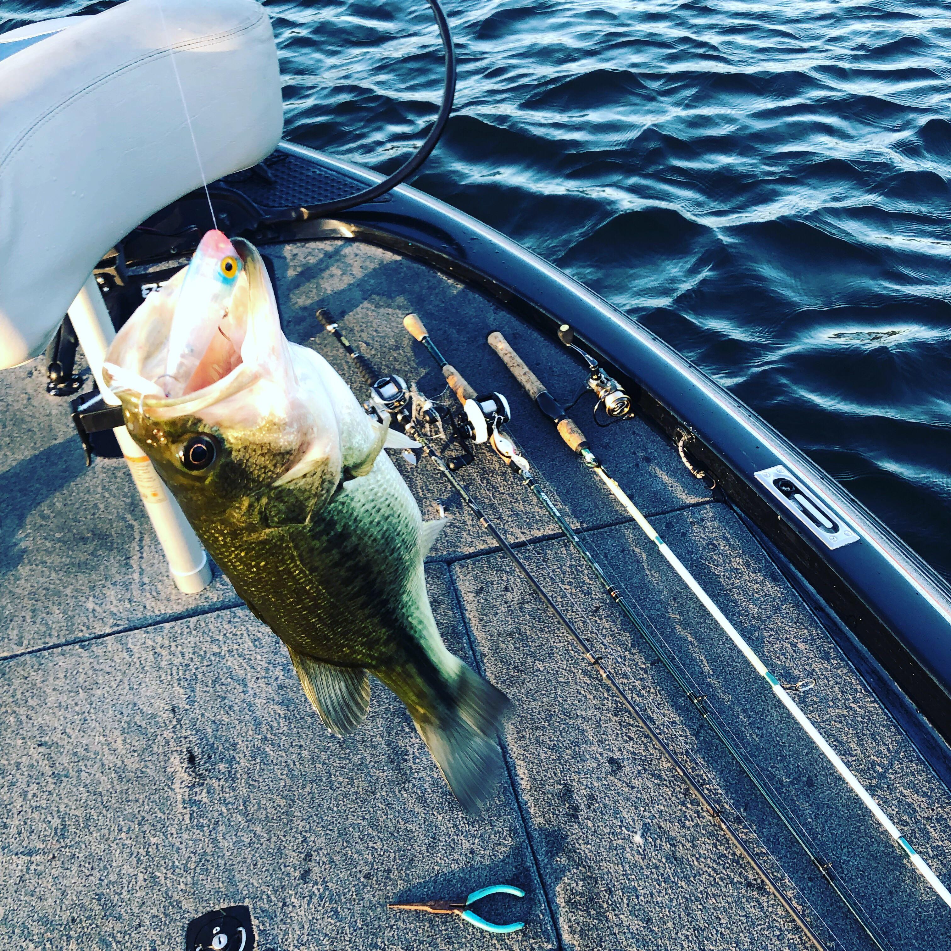 Bartlett Lake AZ. Got all of this topwater! r/bassfishing