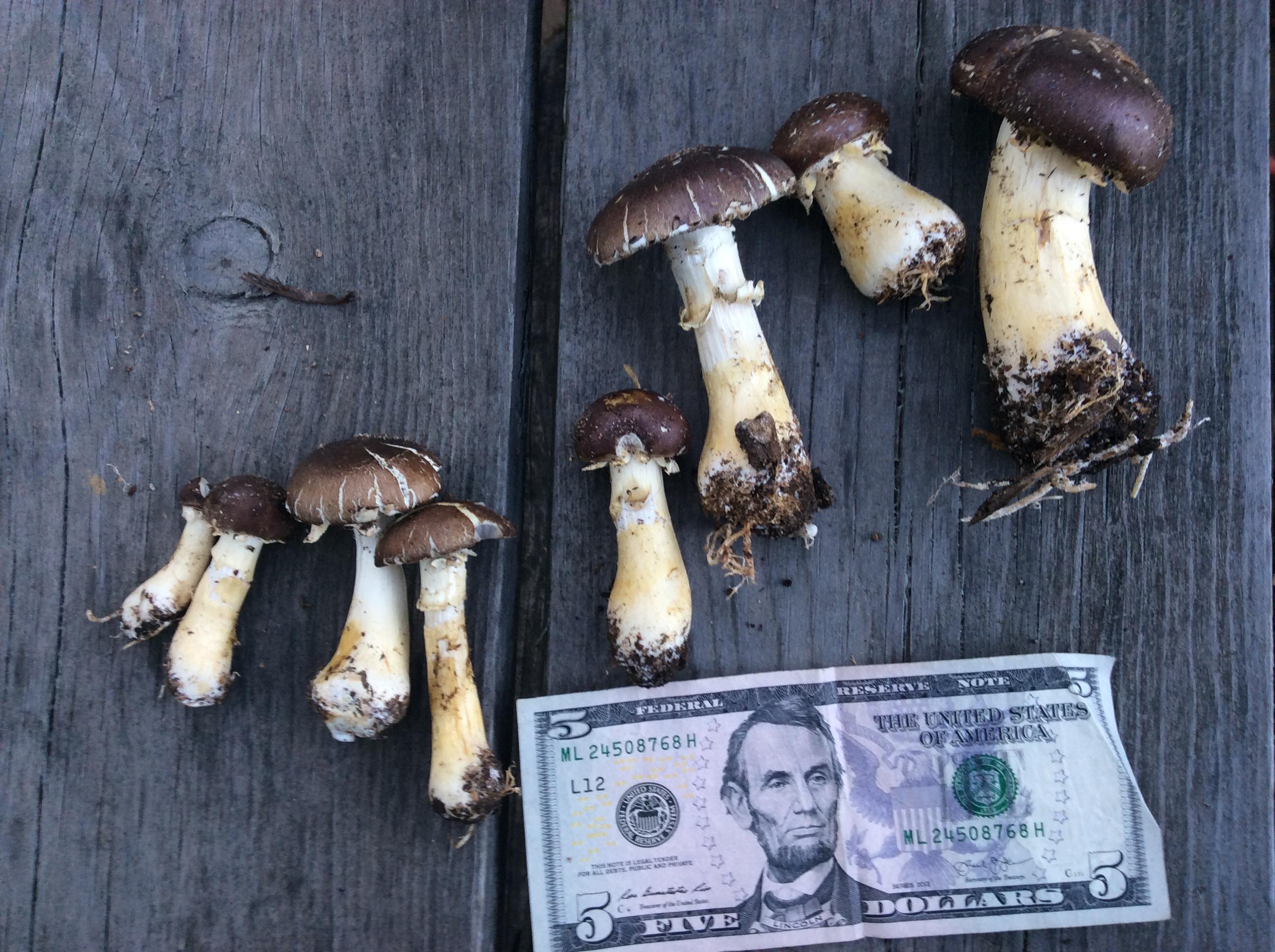 Found in Grand Rapids, Michigan in landscaping wood chips. Guessing