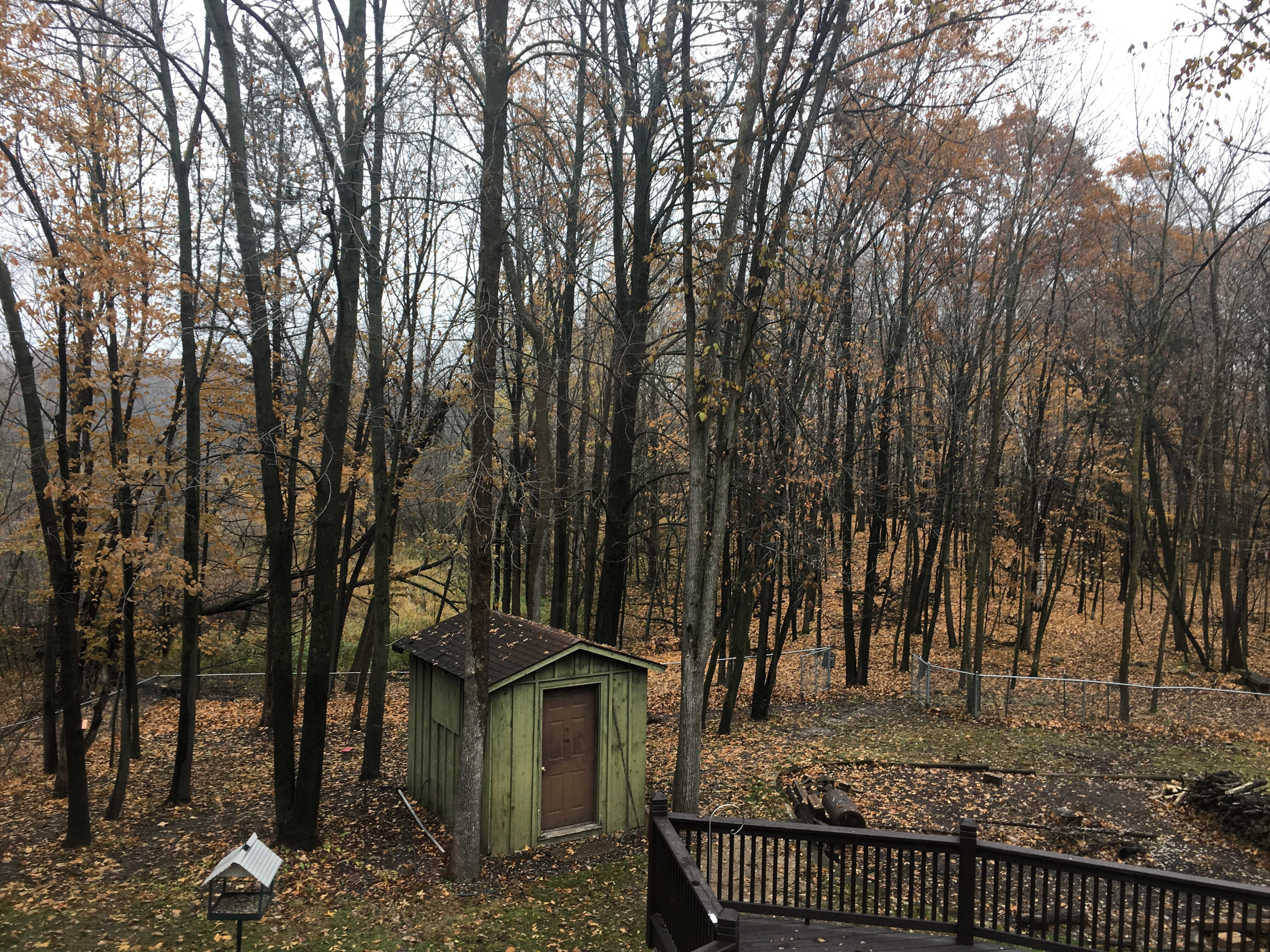 Morning view of the back yard Forest Lake,MN r/minnesota