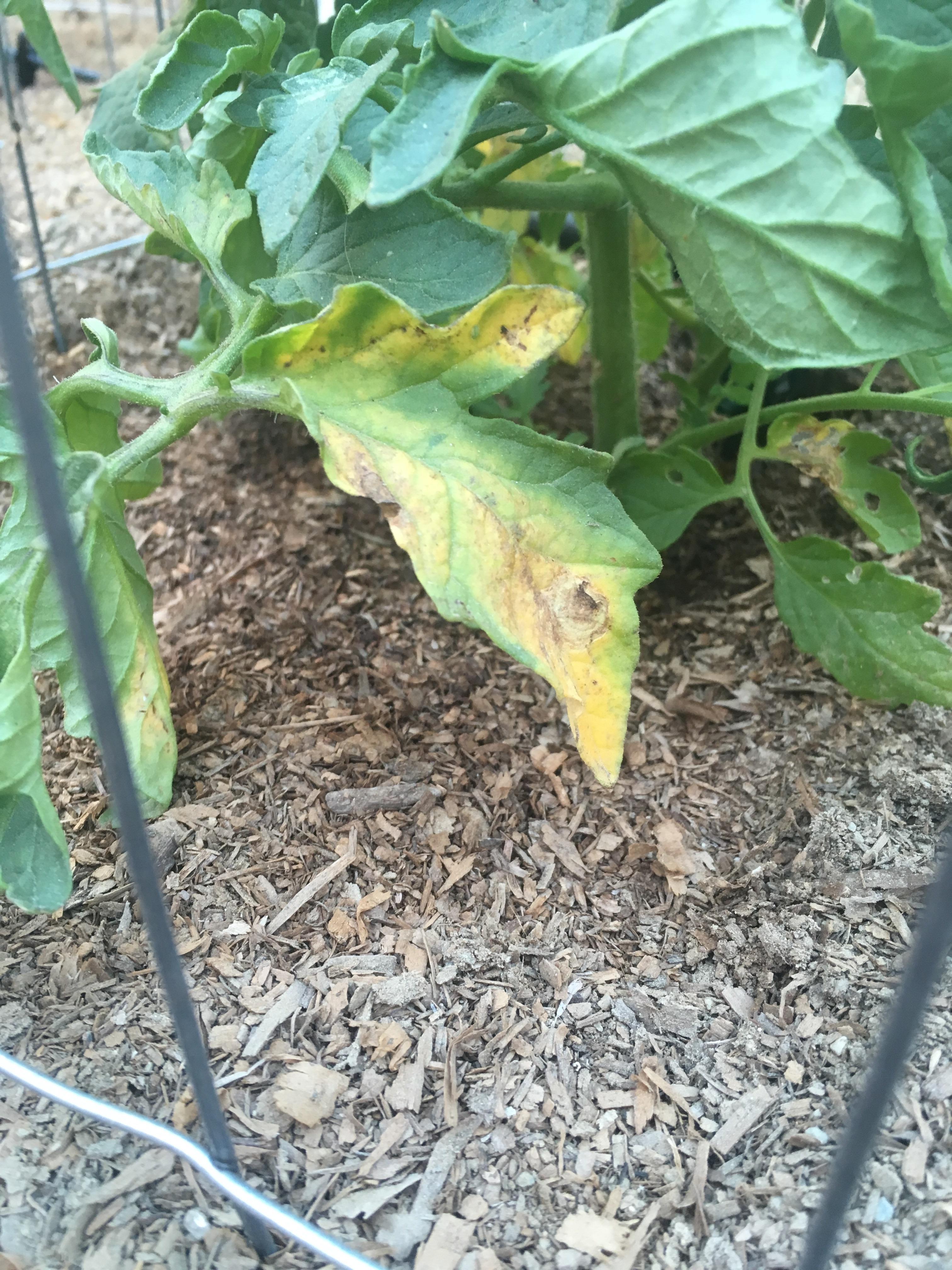 Yellow tomato leaves in zone 10a/b any suggestions? r/gardening