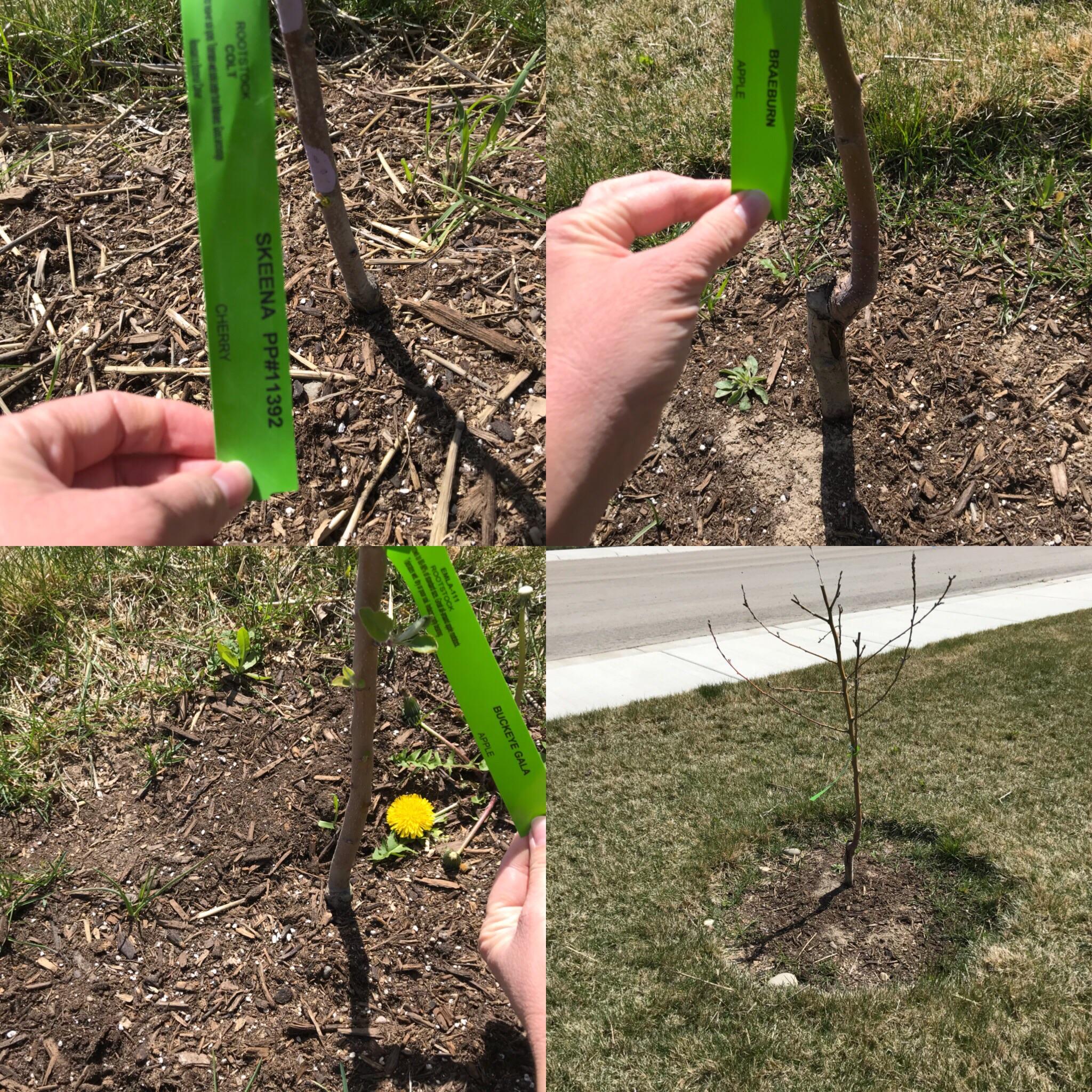 Do these need replanted? Located in Boise area Idaho, have been planted
