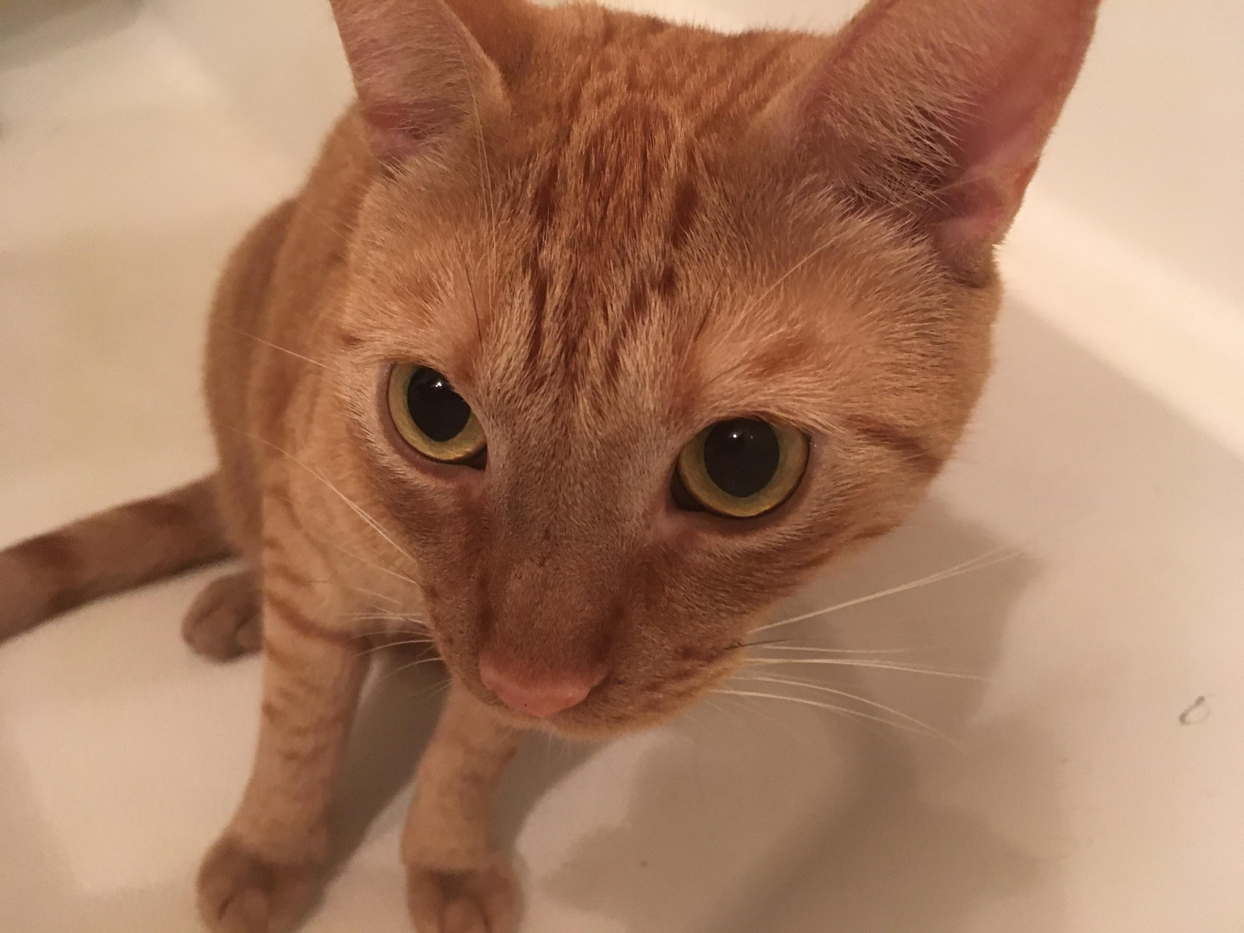 One of my (formally feral) cats giving me that love stare. r/aww