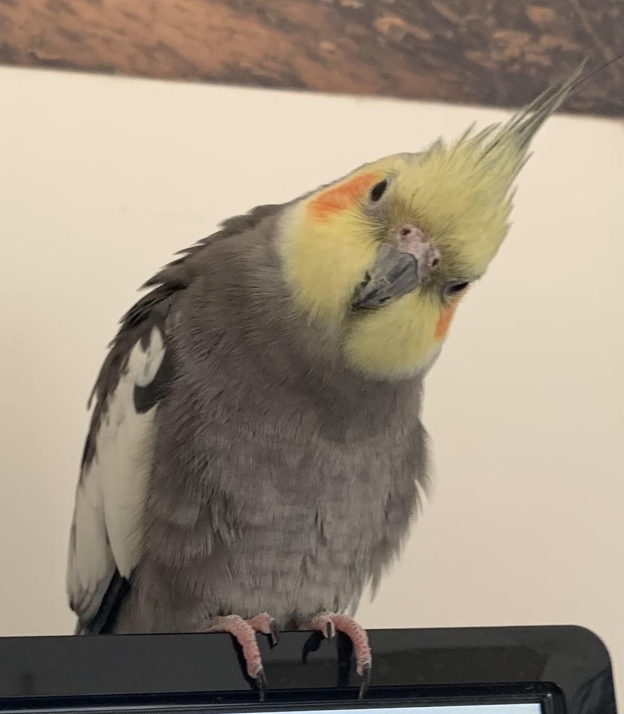 He likes tilting his head r/cockatiel