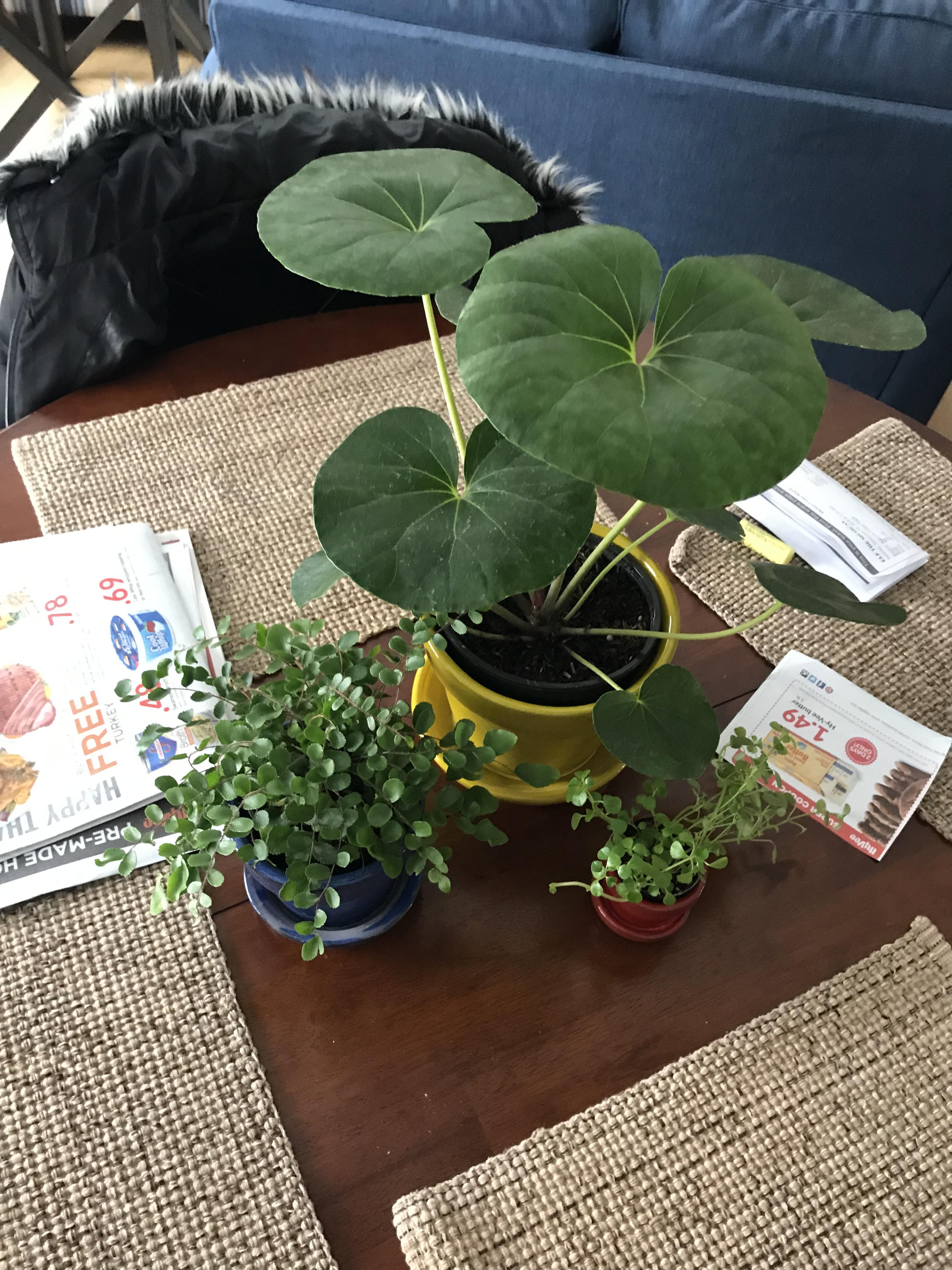 Here’s the top of the 3rd plant (yellow pot) r/houseplants