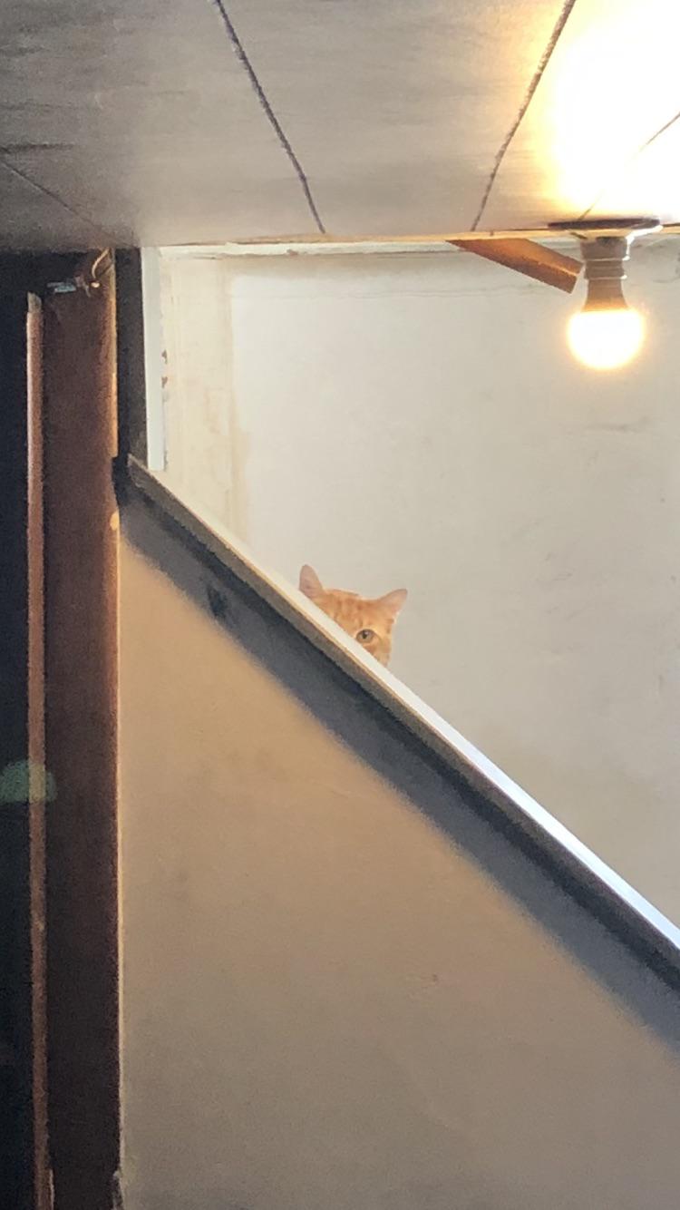 This is how my cat watches me change his litter (almost every time