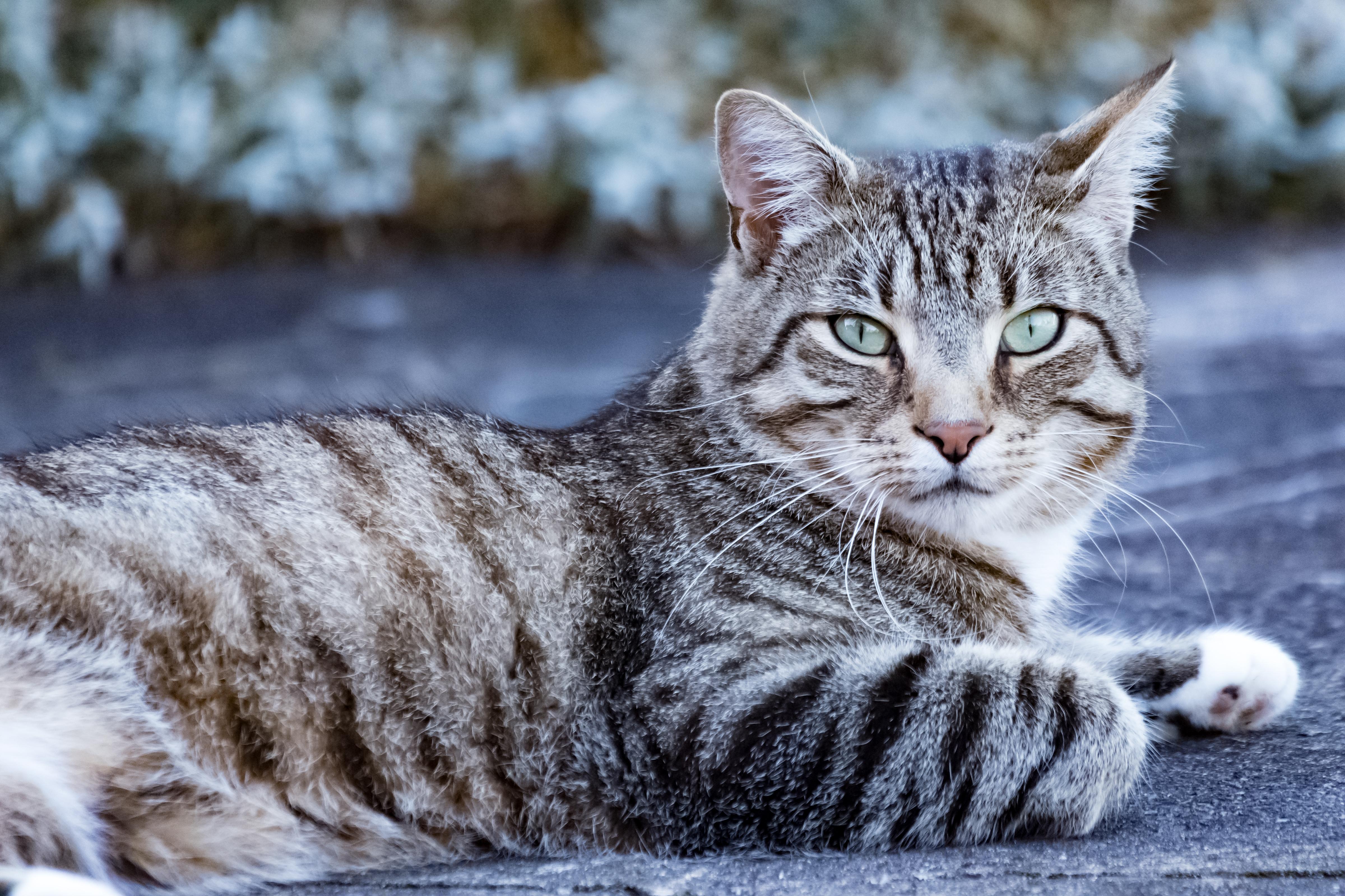 Next door's cat... r/pics