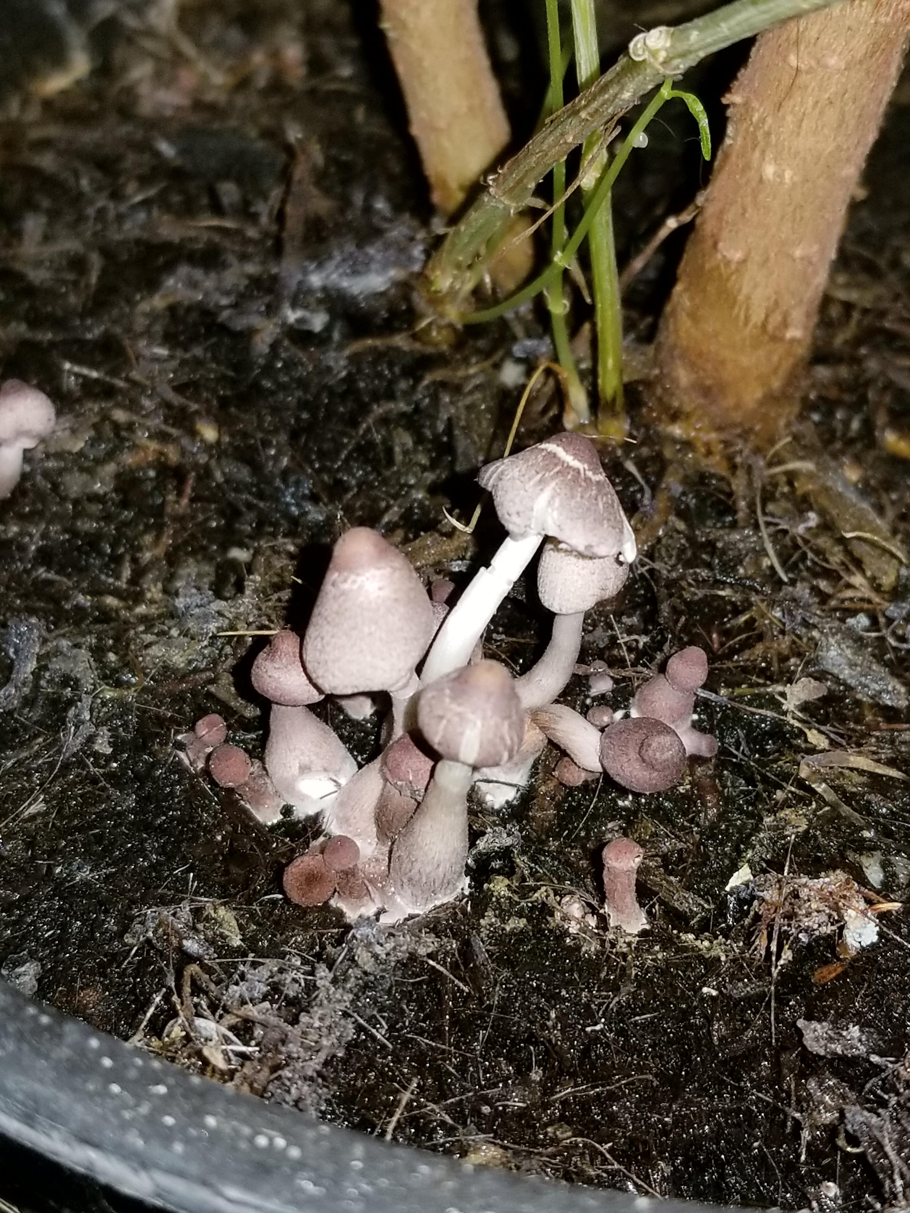 What are these mushrooms growing in my kitchen house plant? How do