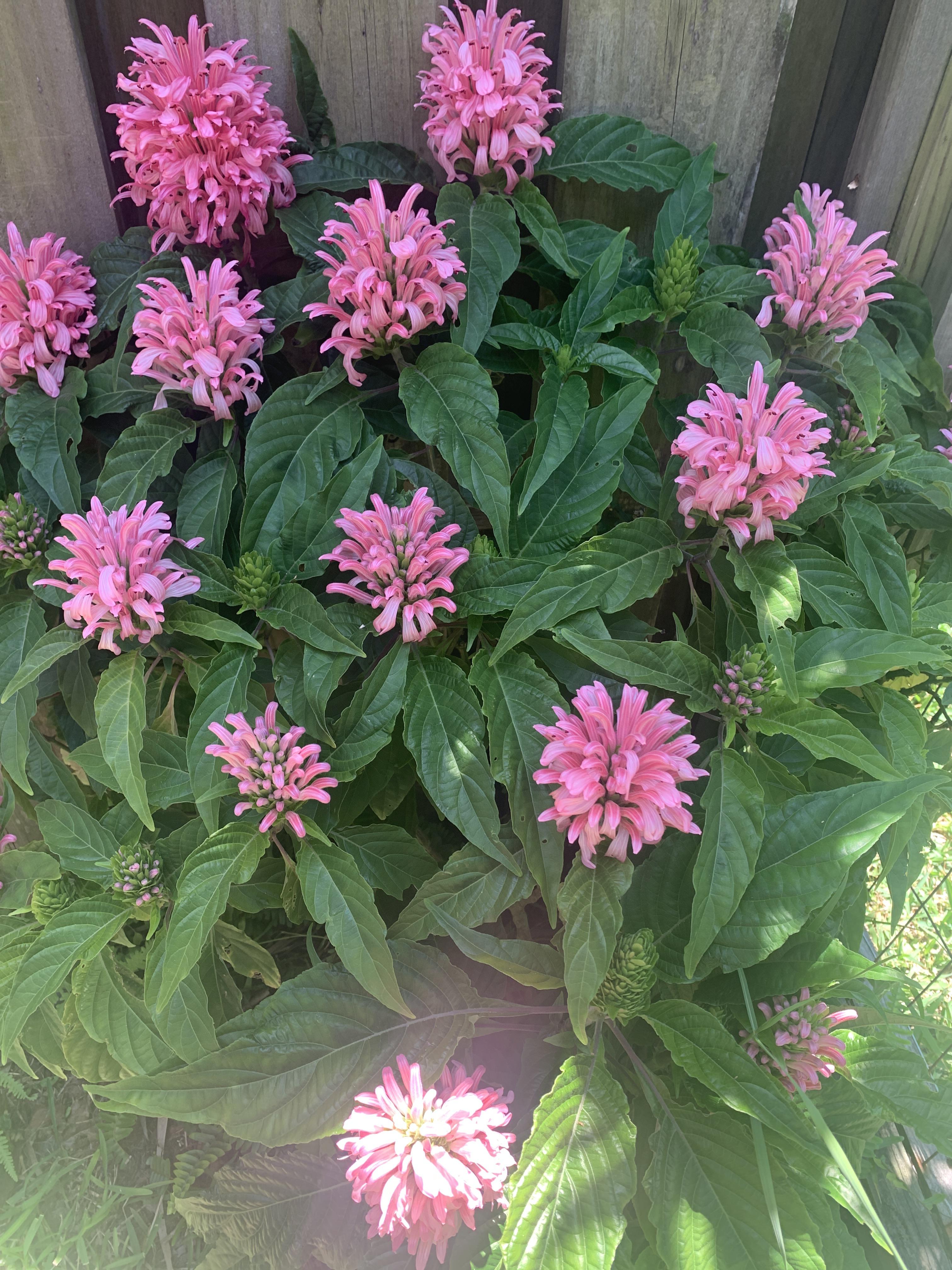 What is this? In Zone 9 partial shade. r/gardening