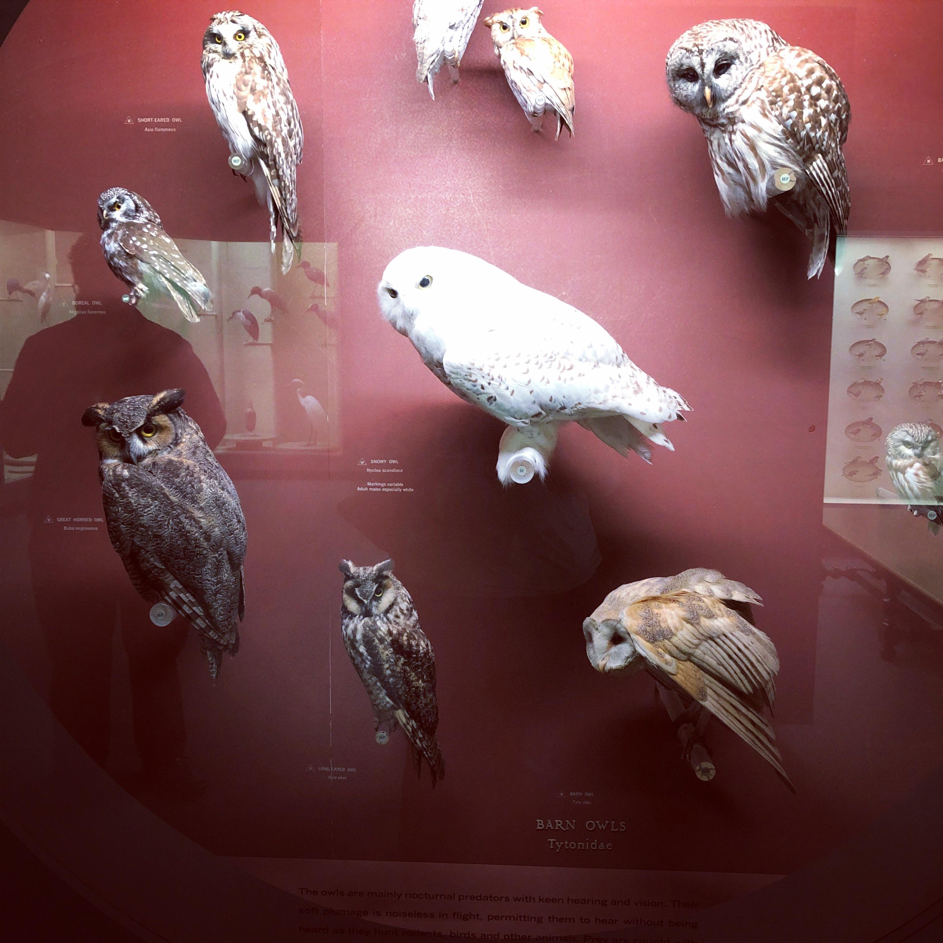 A beautiful little exhibit of owls at the Yale Peabody Museum of