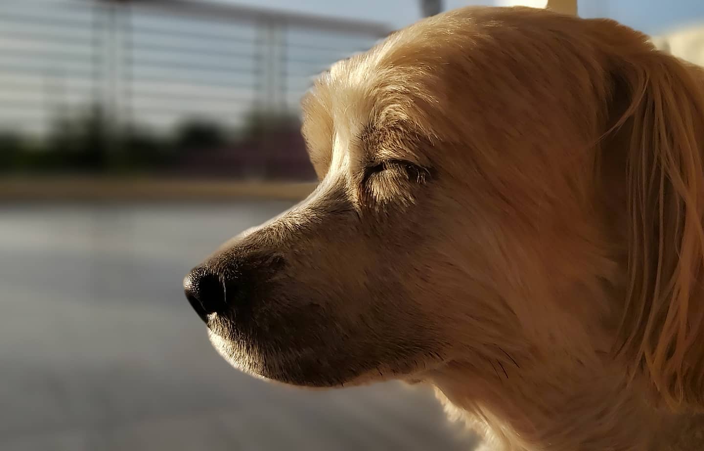 My 10 year old dog getting some sunshine r/doggos