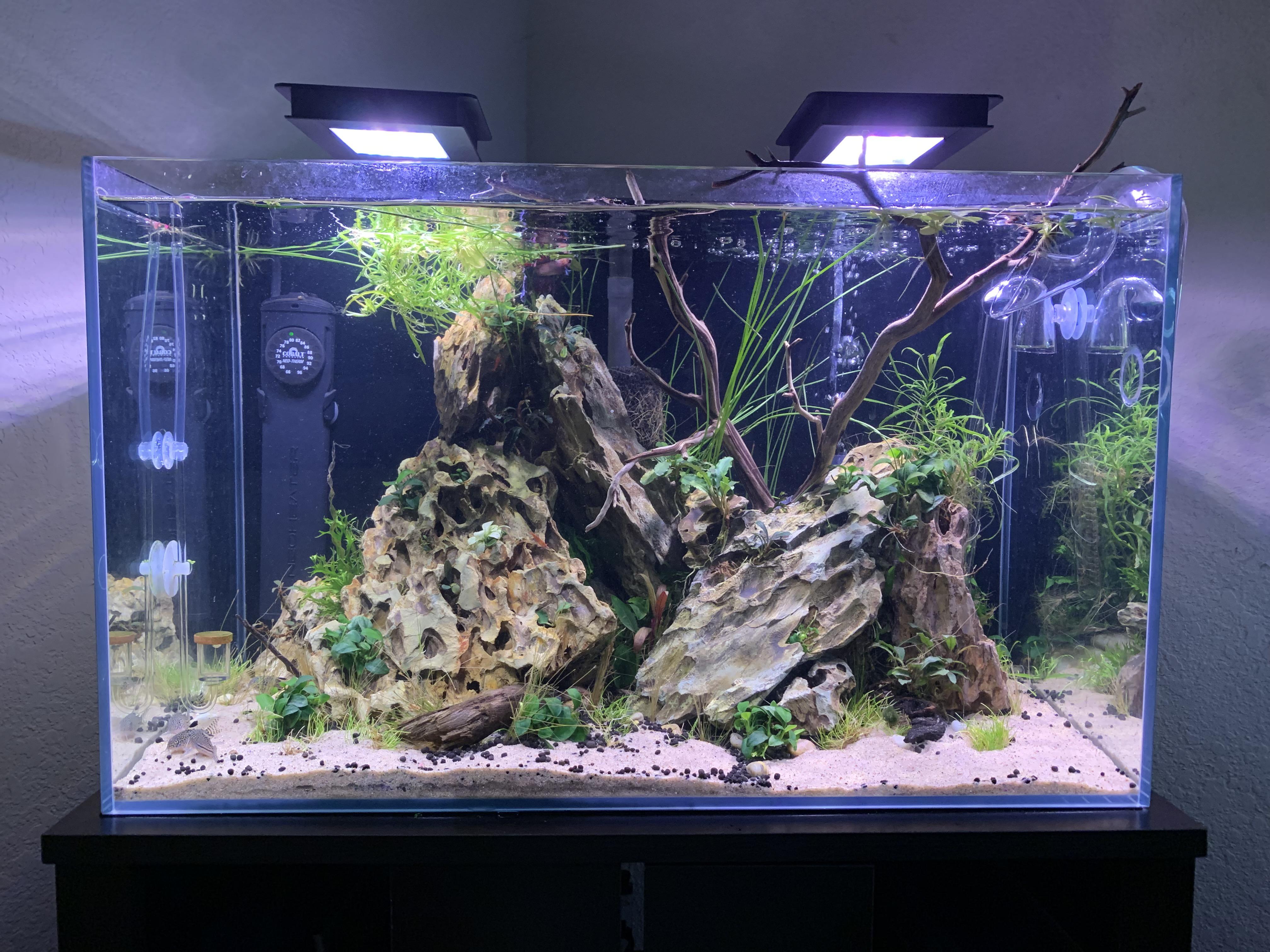 My 17 gallon dragon stone Aquascape. Comments? PlantedTank