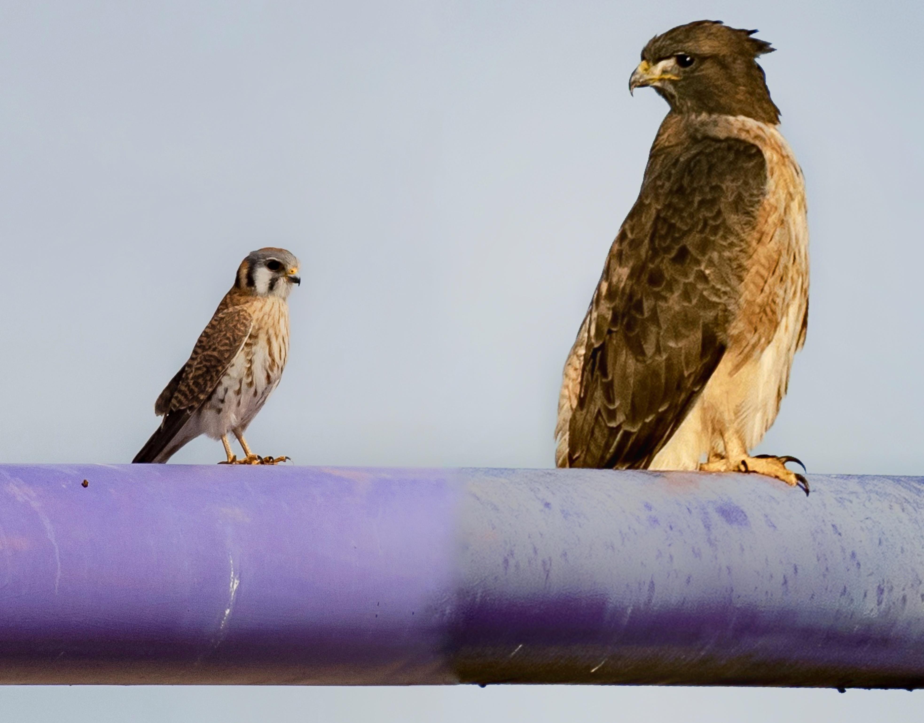 The crazy size difference between an American Kestrel and a RedTailed