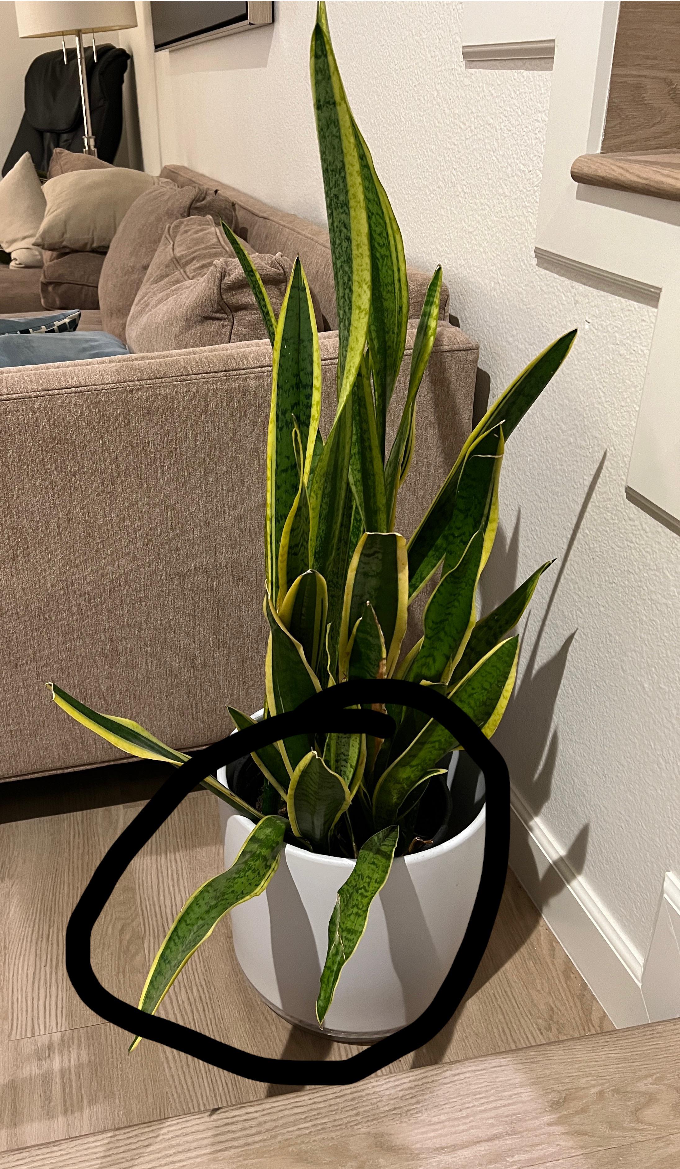 Why are the leaves flopped over? Anytime I go on vacation even if it’s