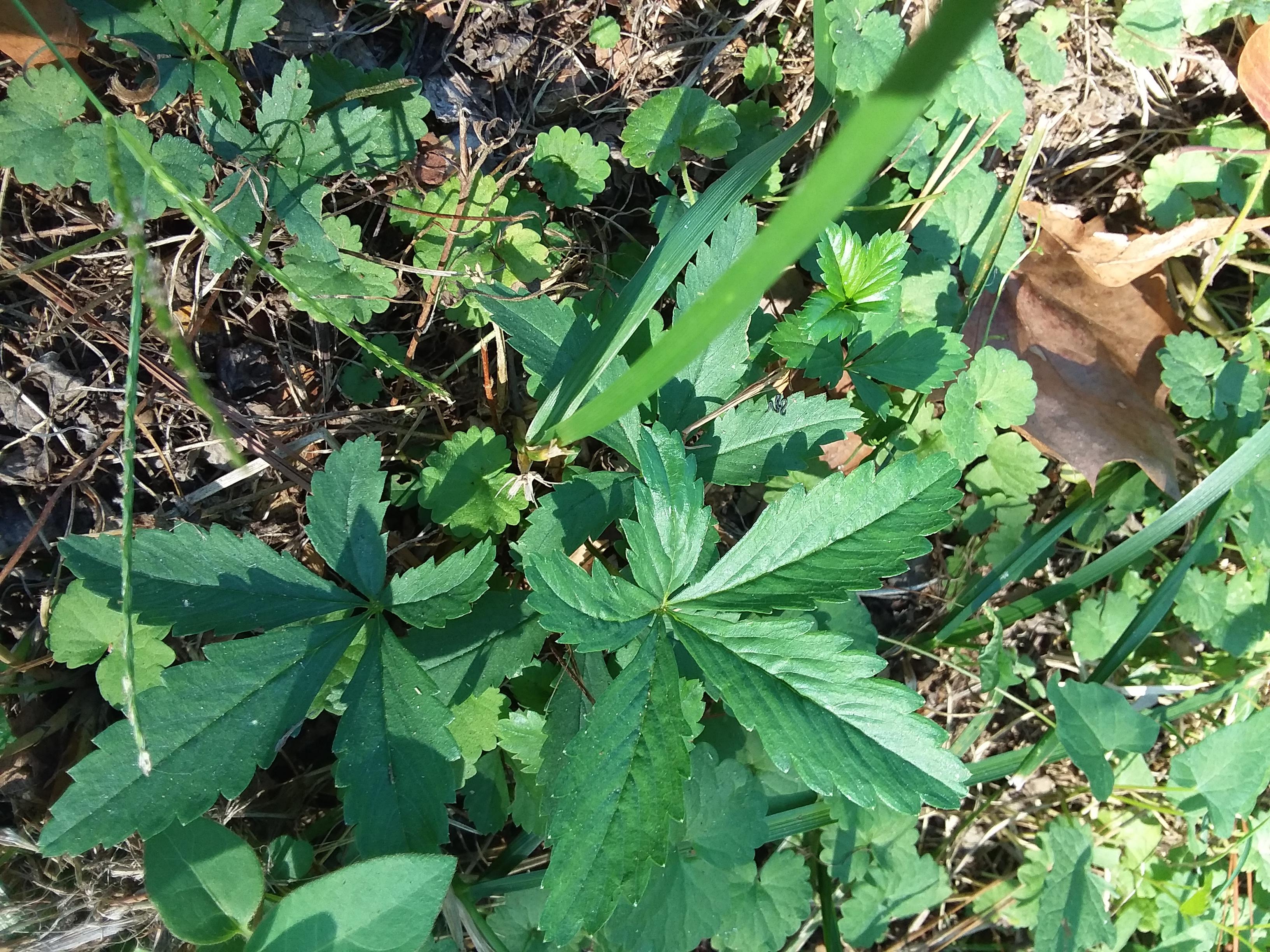 The 5 leaves plant. Residential, roadside, Richmond VA whatsthisplant