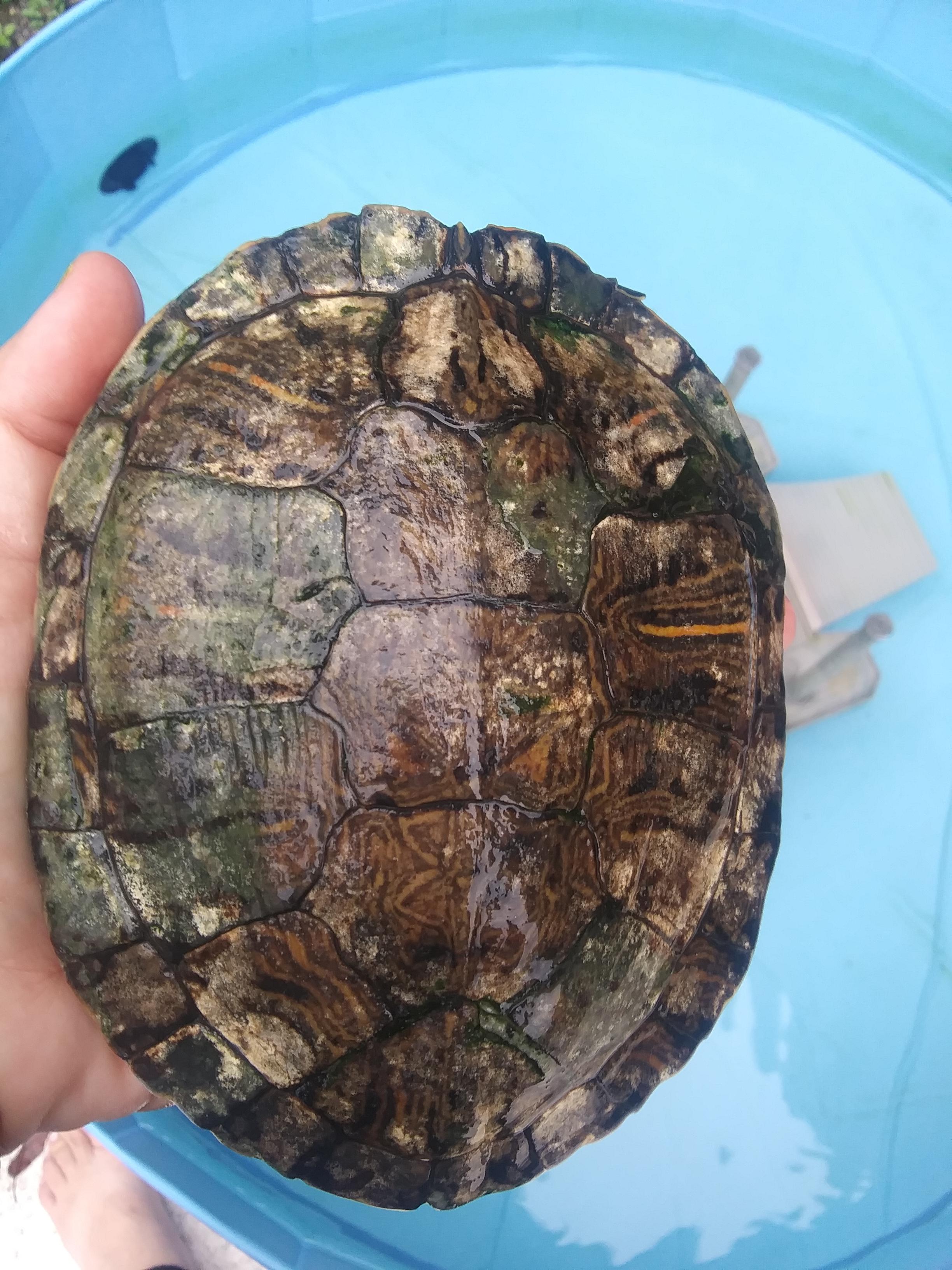 My turtle has white on his shell too! I doesn't smell and it isn't soft