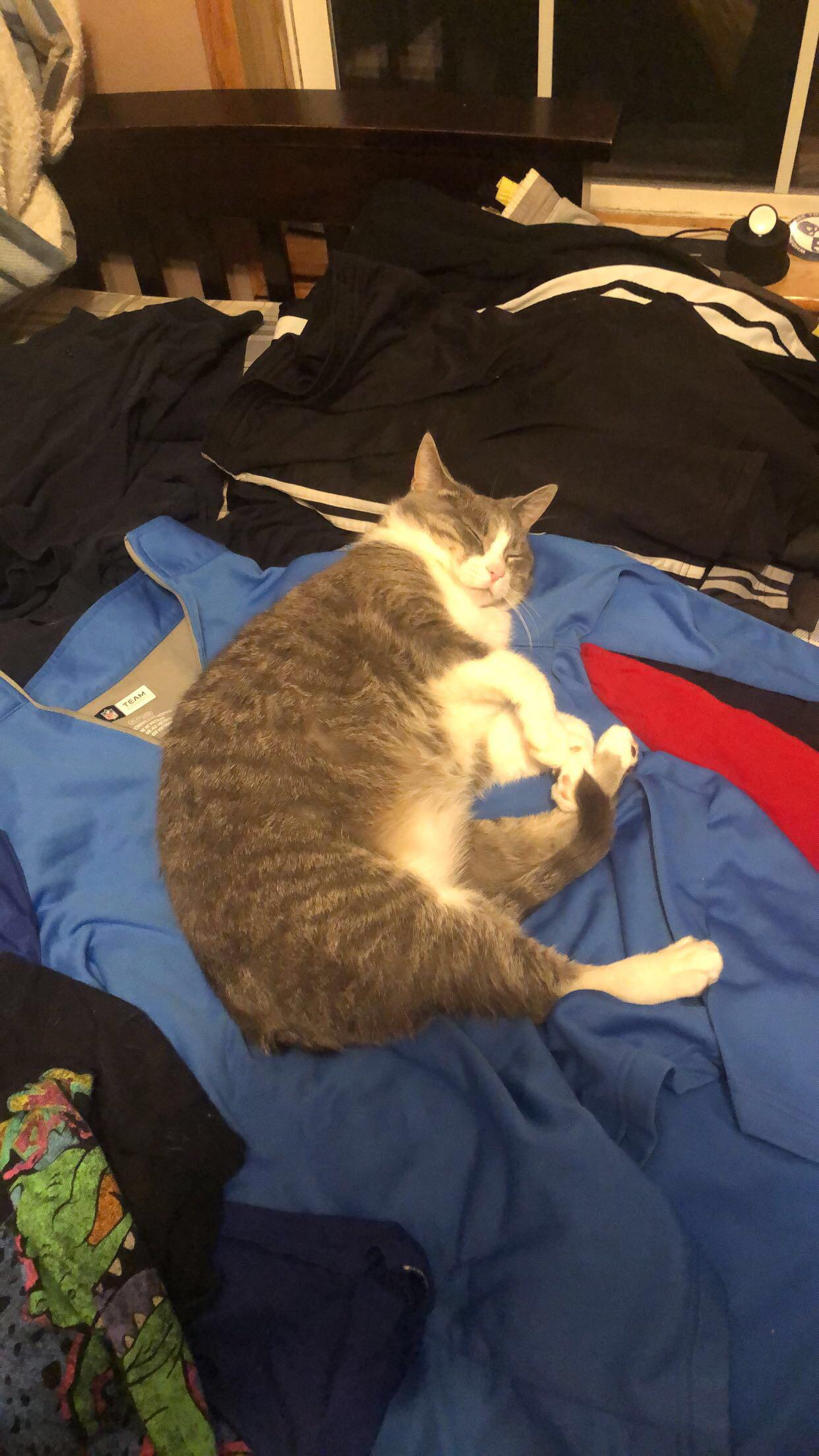 Anyone else's cat love to lay on clean clothes? r/cats