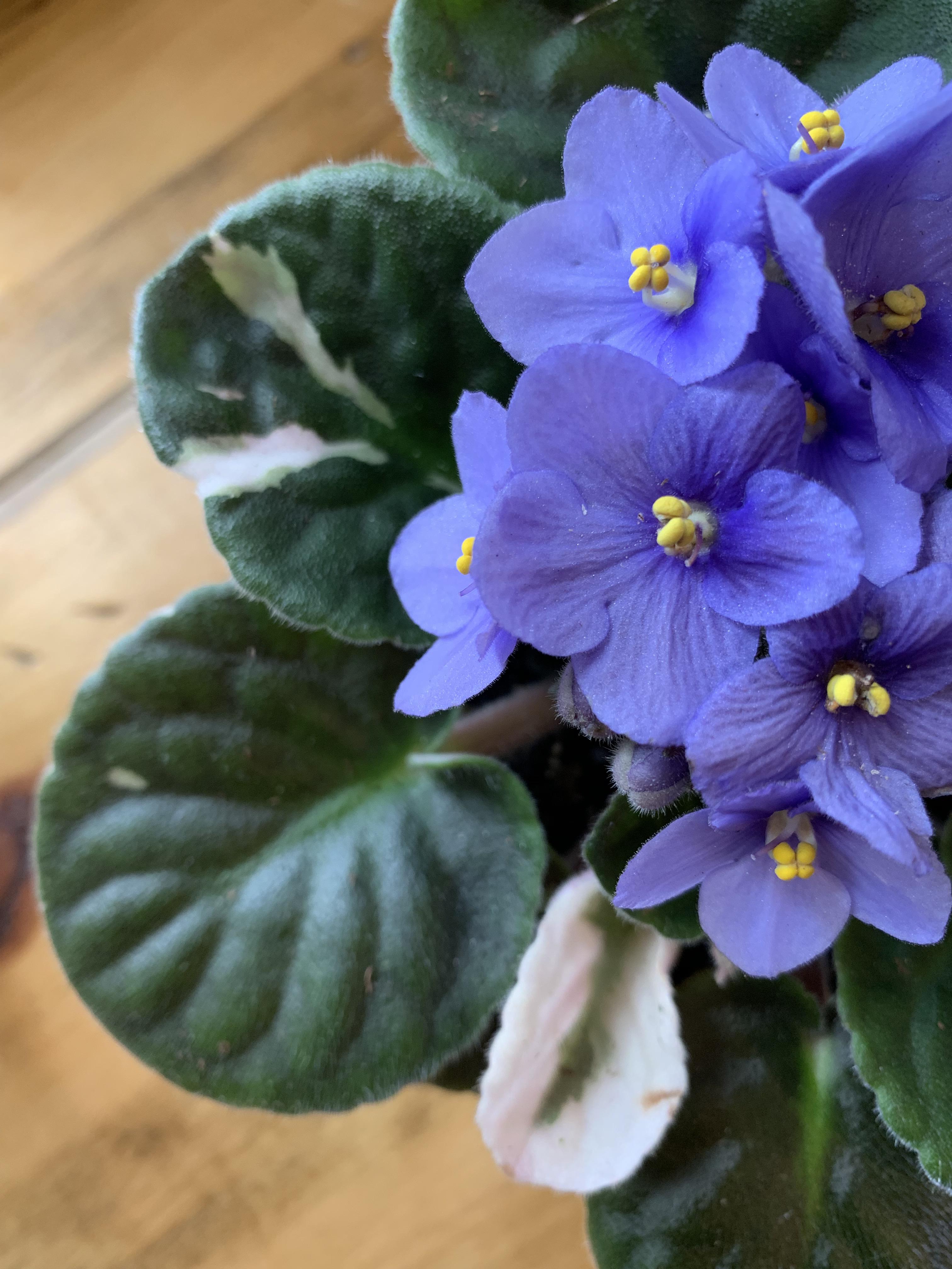 I really love this variegated African Violet that I found today, I’m