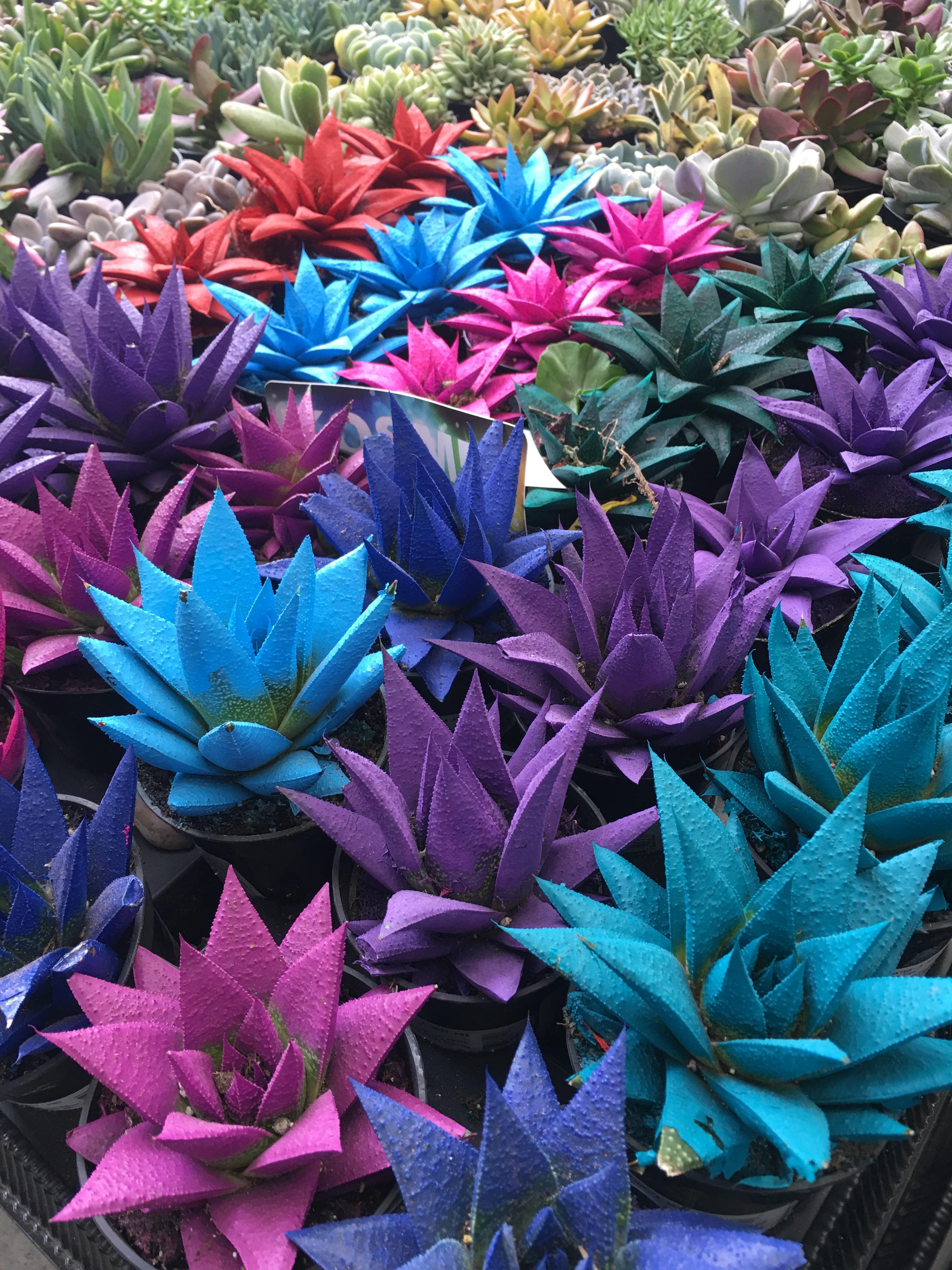Why the heck is Home Depot spray painting already beautiful plants? r