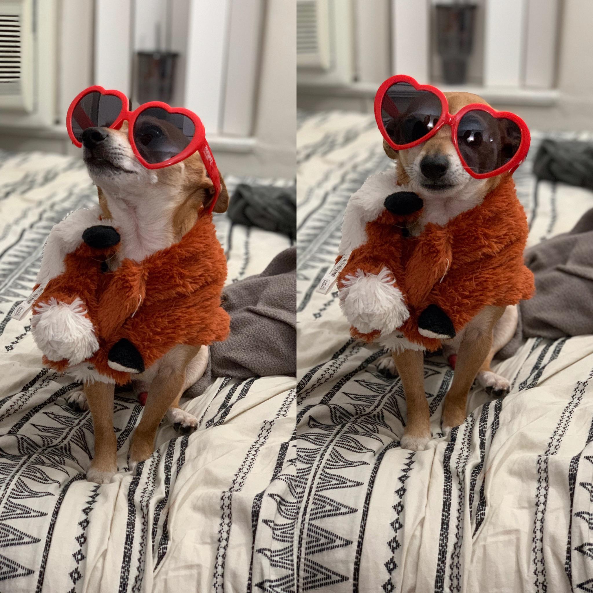 Elton John who? r/dogpictures