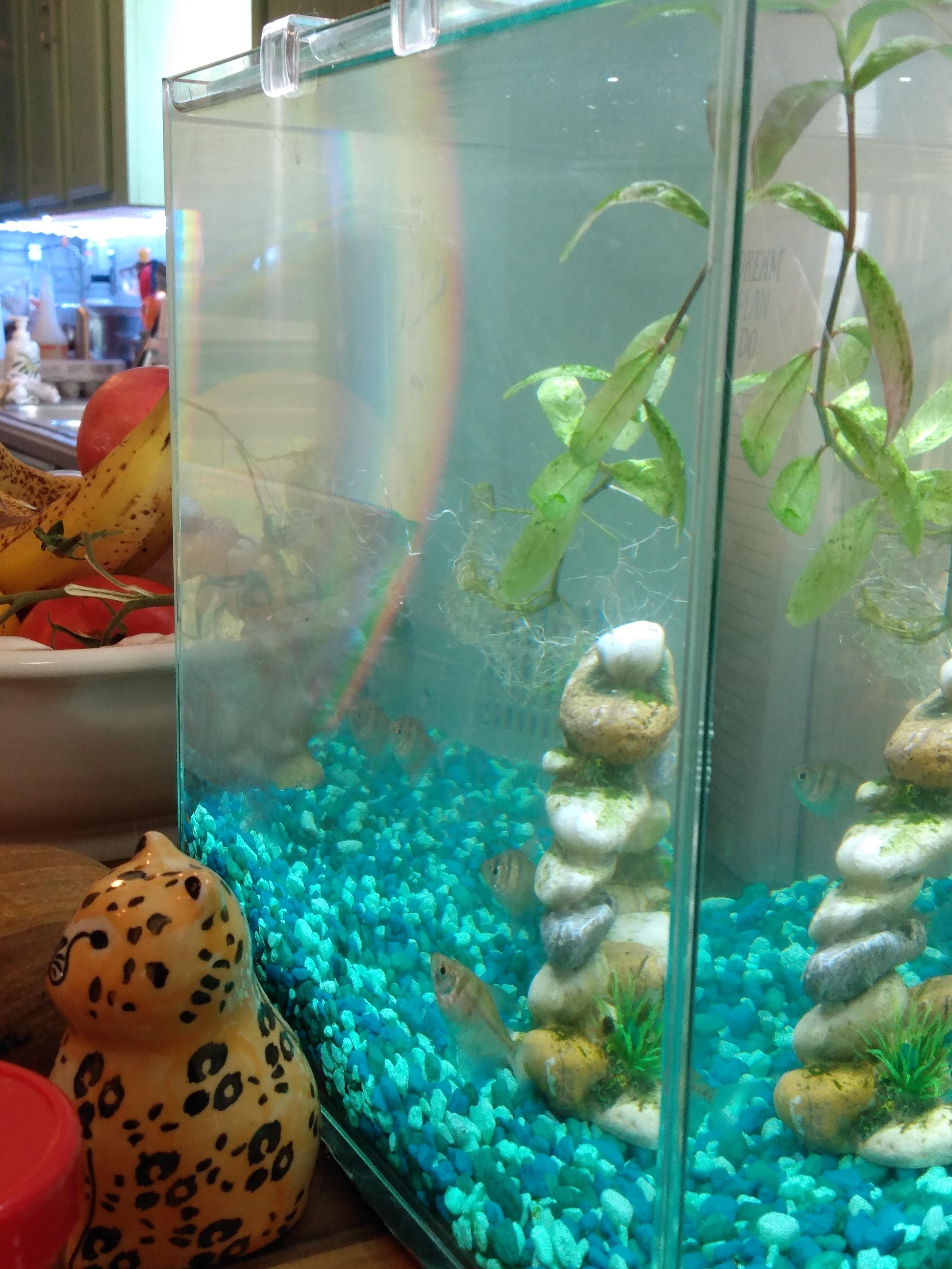 A rainbow in my fish tank r/mildlyinteresting