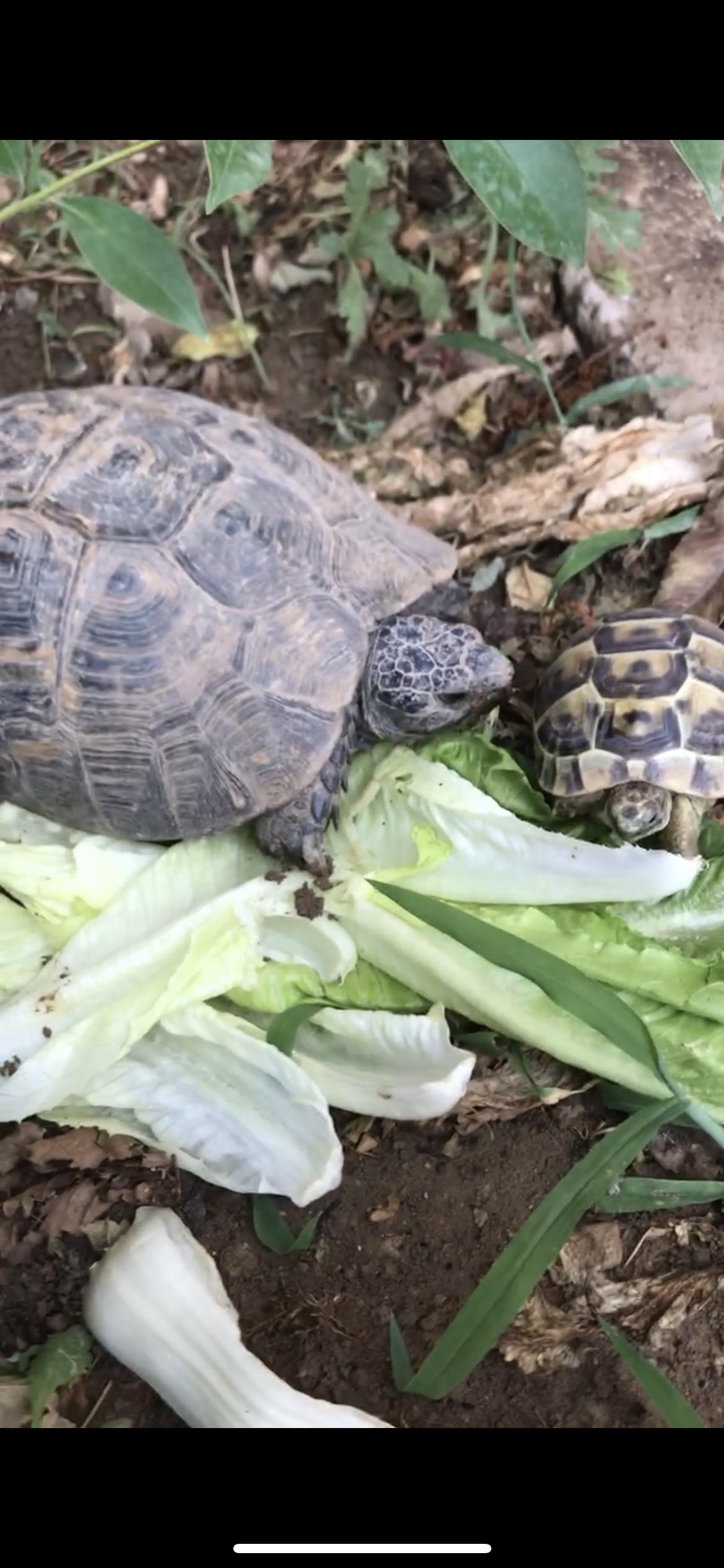 Help! Can these two tortoises live together? We’ve had the bigger one