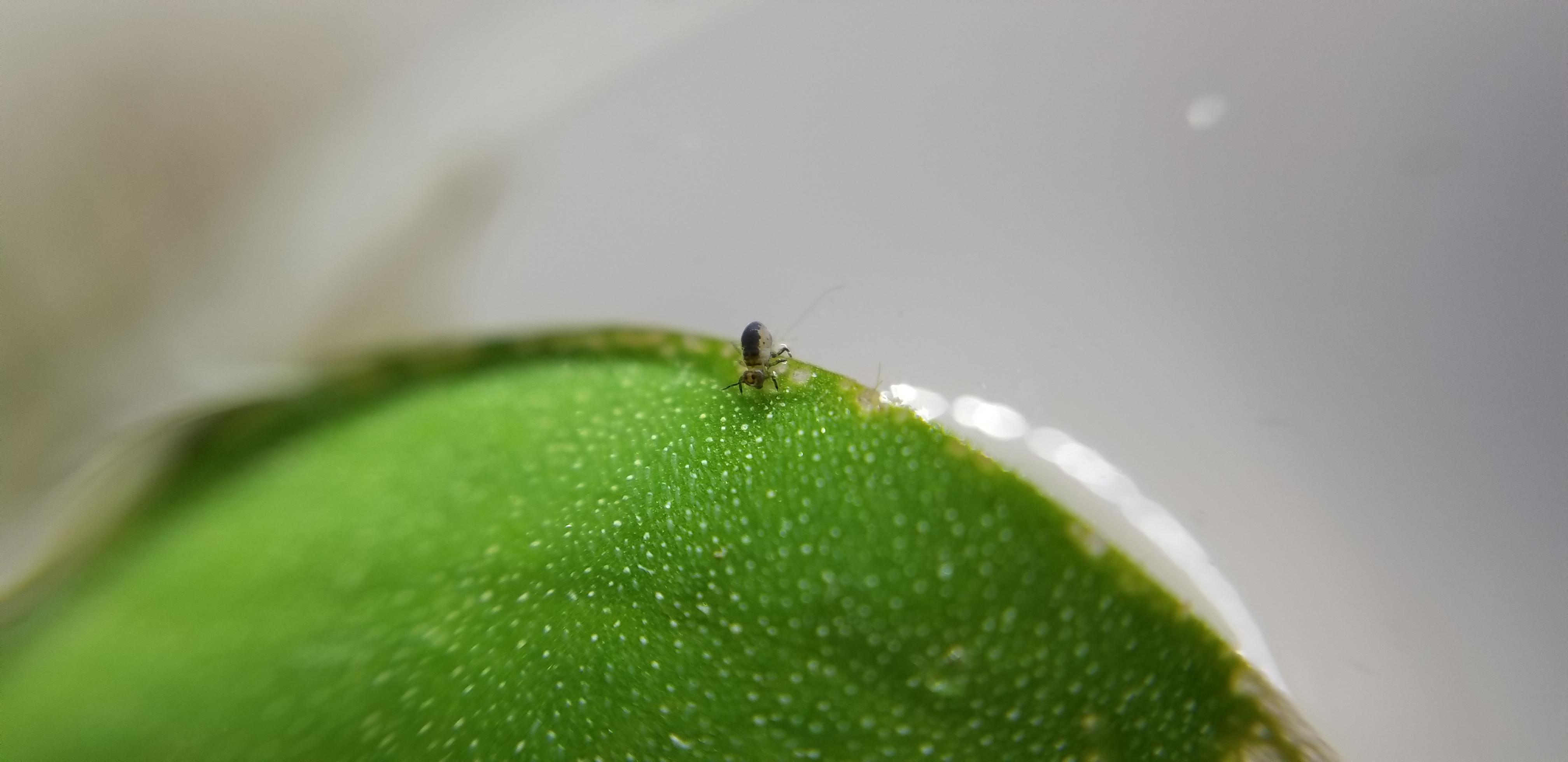 What is this tiny bug? There is a ton of them on the floating plants in