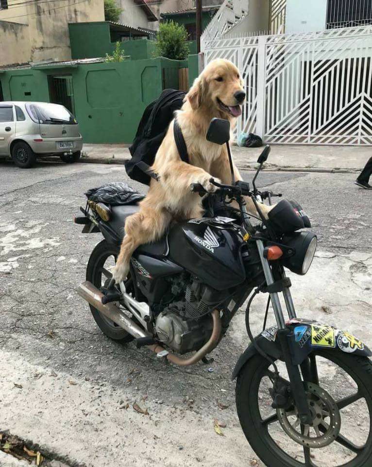 My friend's dog on a motorcycle r/funny
