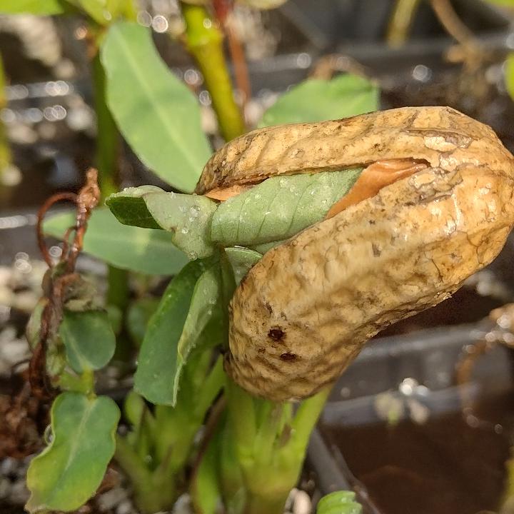 my first peanuts plant, you think Hawaiian soil will dig it? r/HawaiiGardening