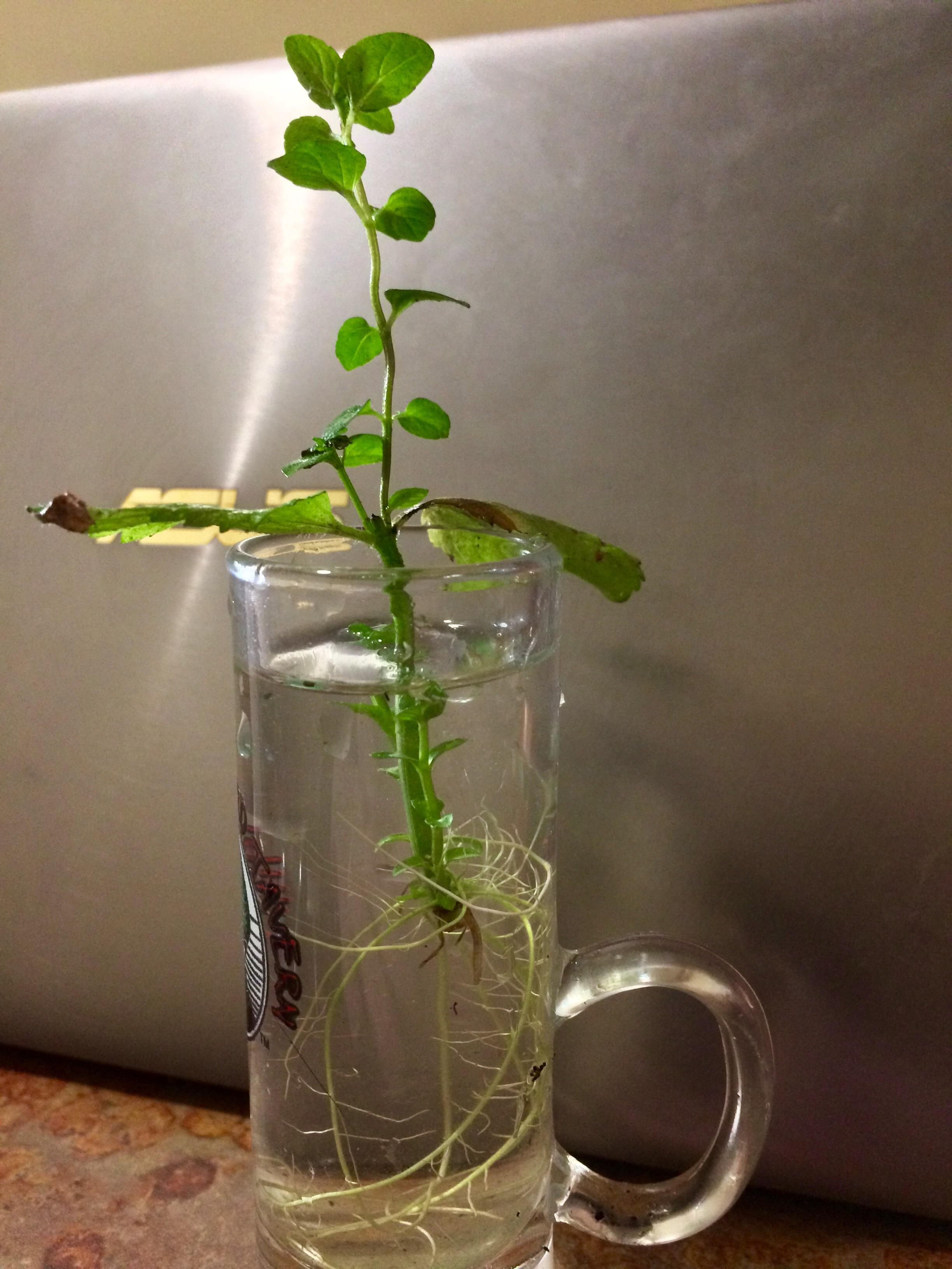 Is it time to plant this mint cutting?