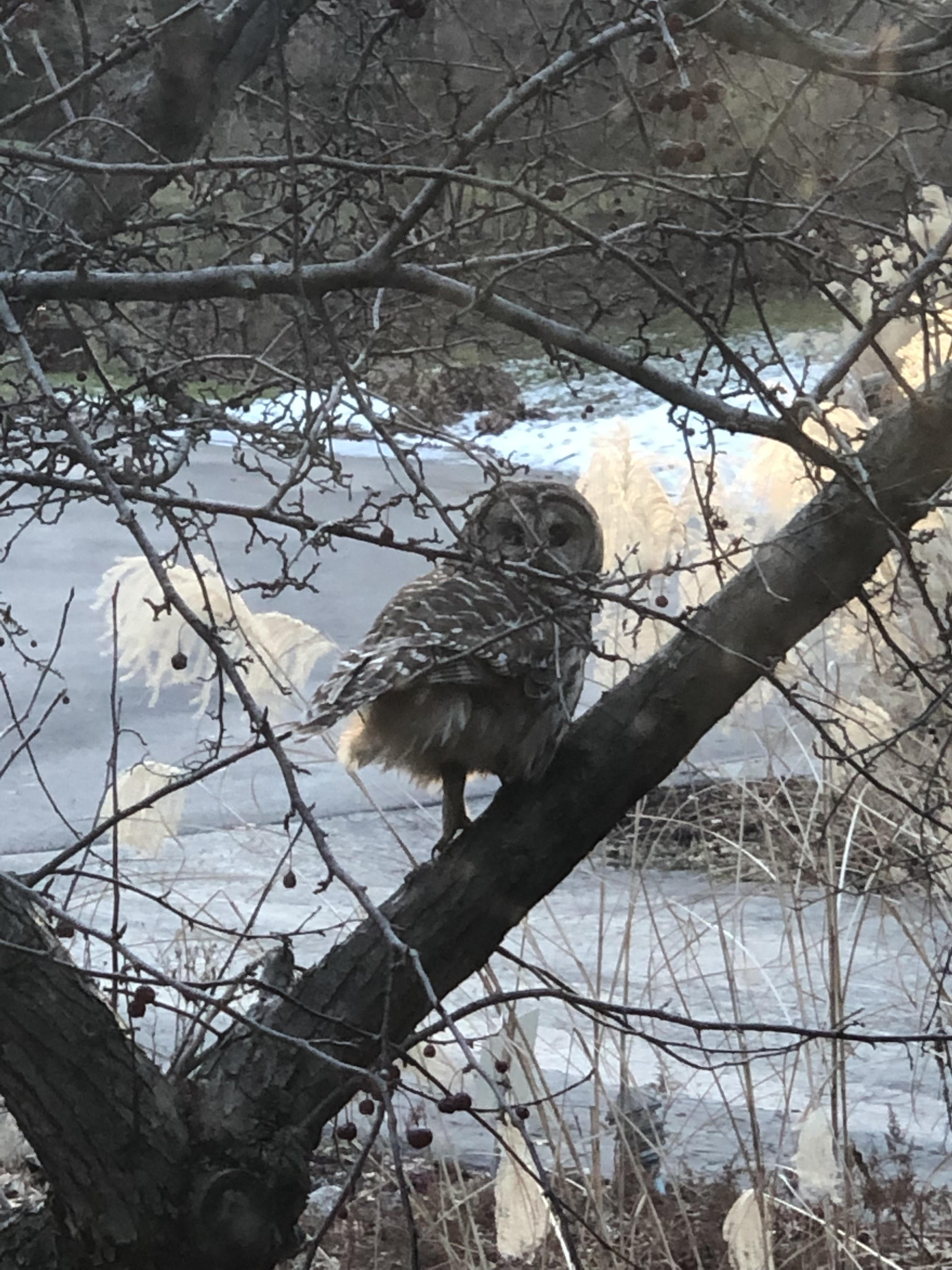 Northern Illinois just had this quick visitor. Barred Owl? r