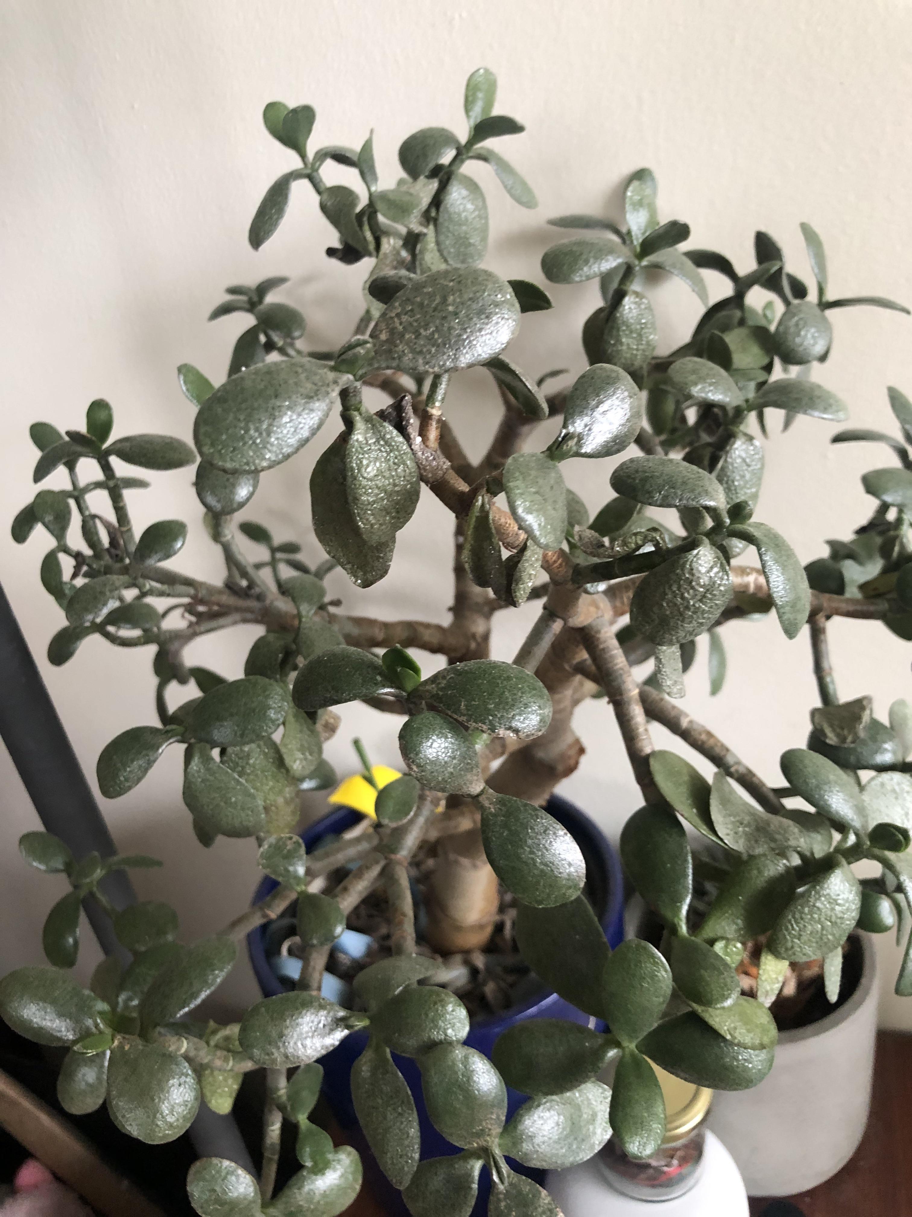 My jade plant’s leaves are all shrivelling up and dying. Anyone know