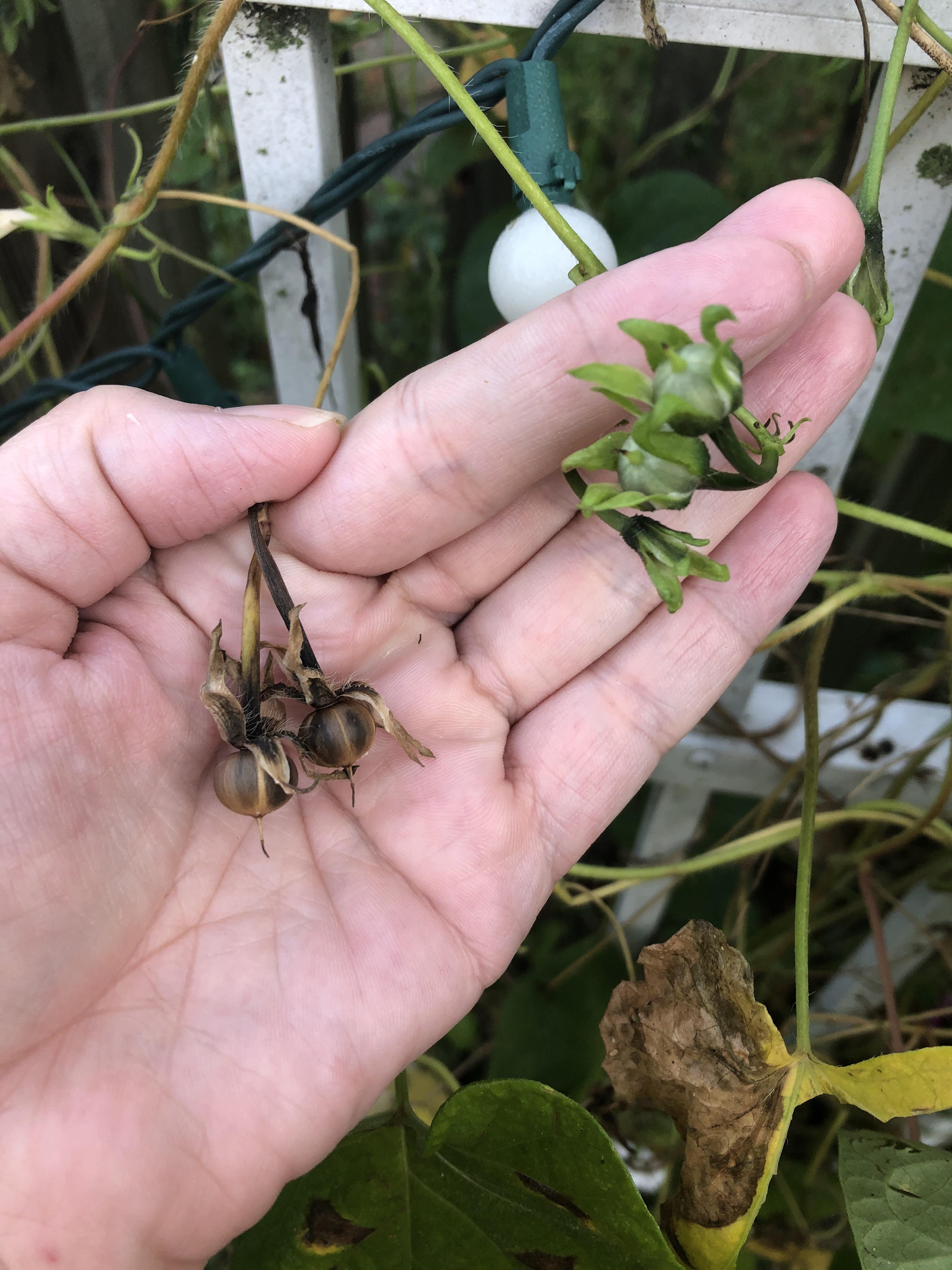 Morning glory seed pods dry and ones that still need to dry. r/gardening