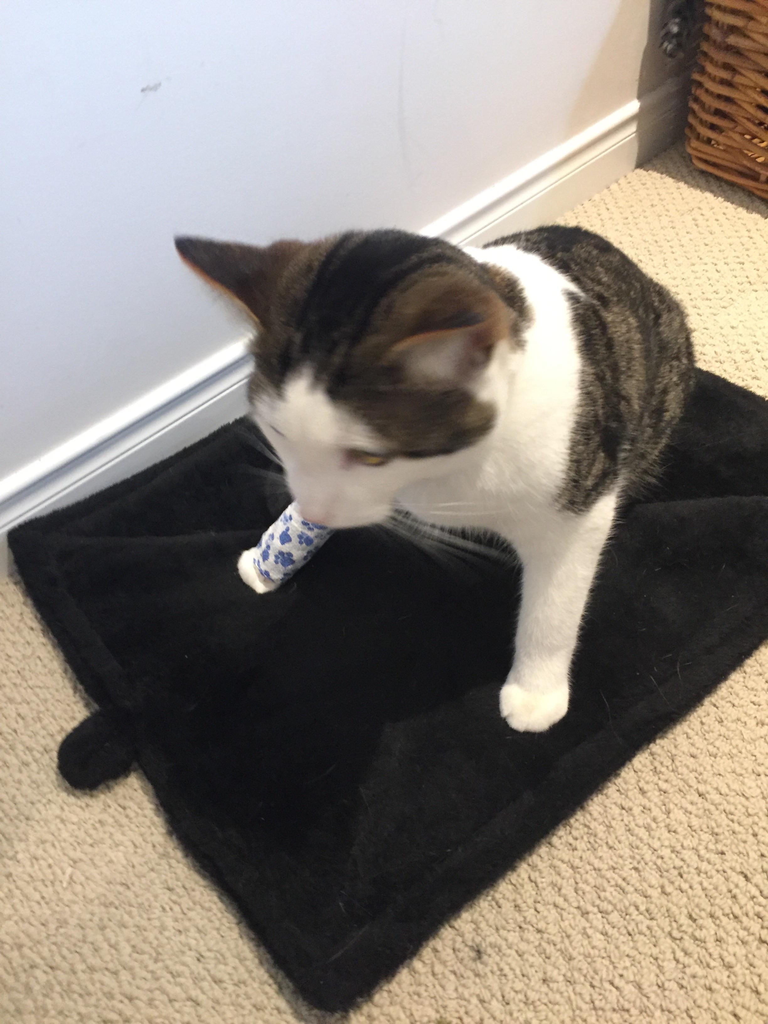 Got that glazed “just got back from the vet” look in his eye. Bugger