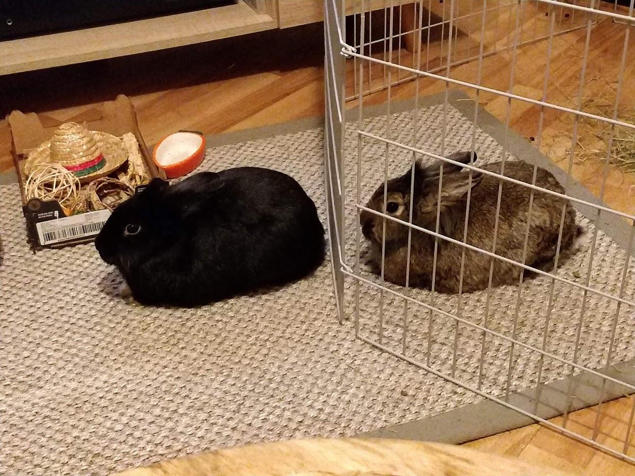 Bunny bonding is slow but lots of mirroring. This pic cracks me up for