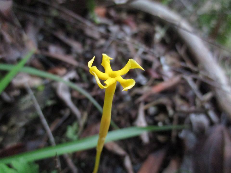 🔥 If you see a flower that grows from the ground it is probably a myco