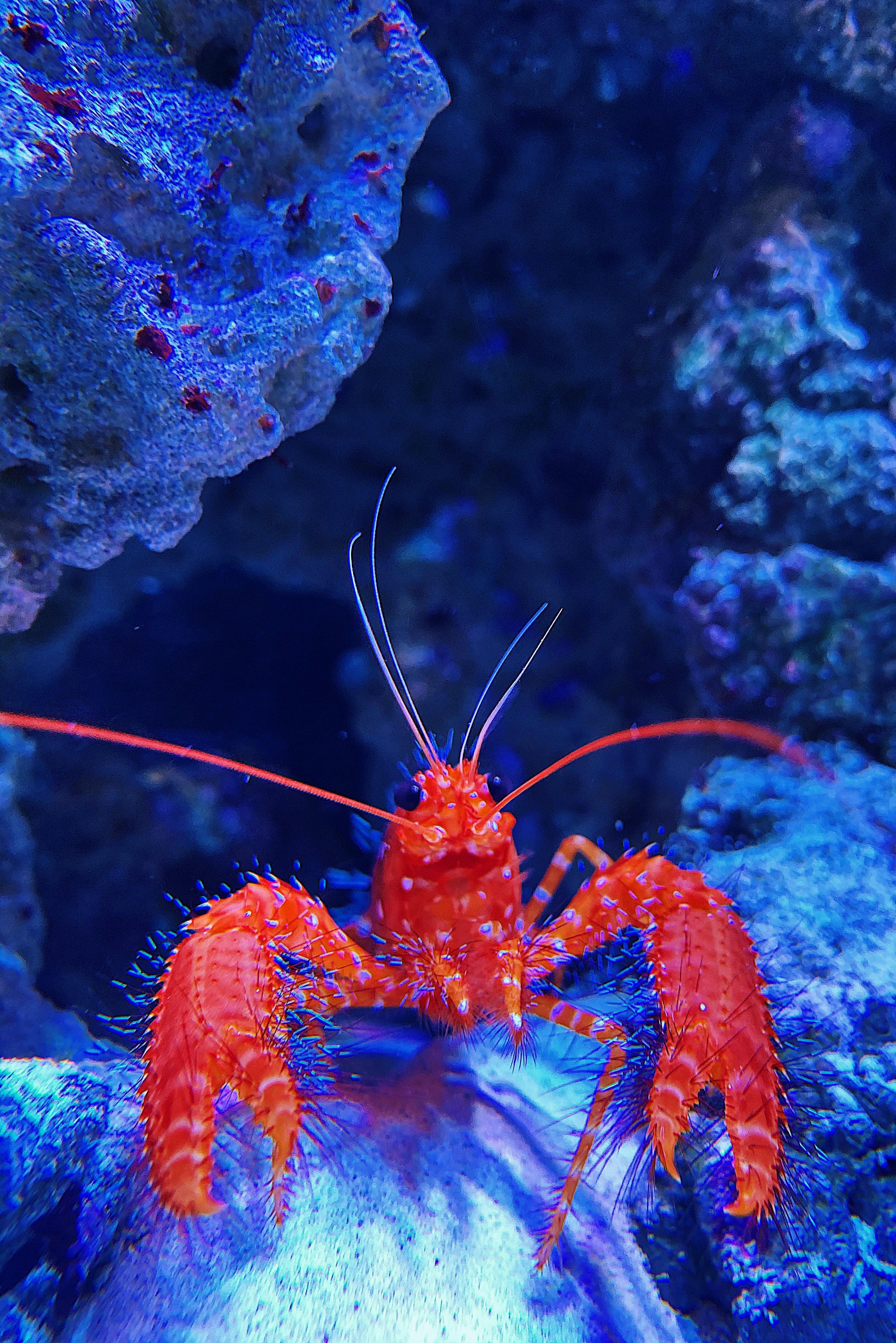 My Red Hawaiian Reef Lobster r/Aquariums