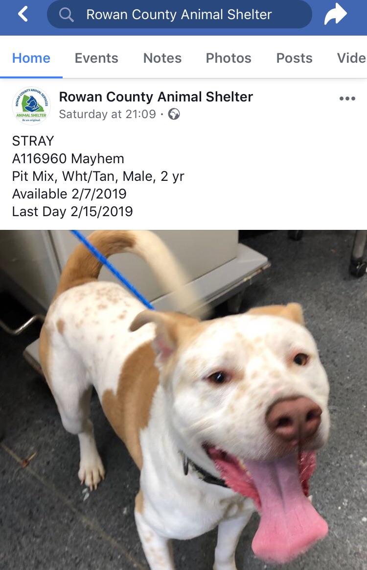 Rowan County Animal Shelter No Kill petfinder