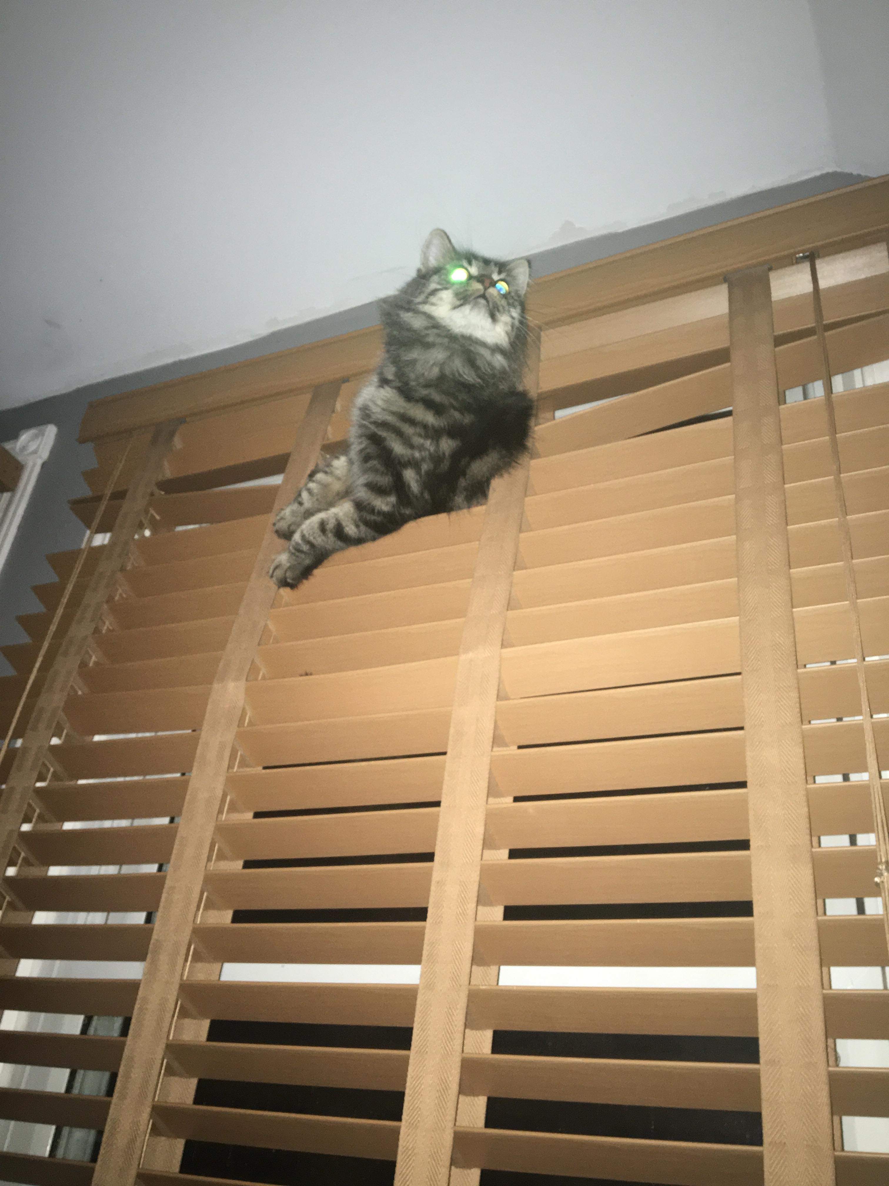 Little acrocat already ruined the blinds in another room. r