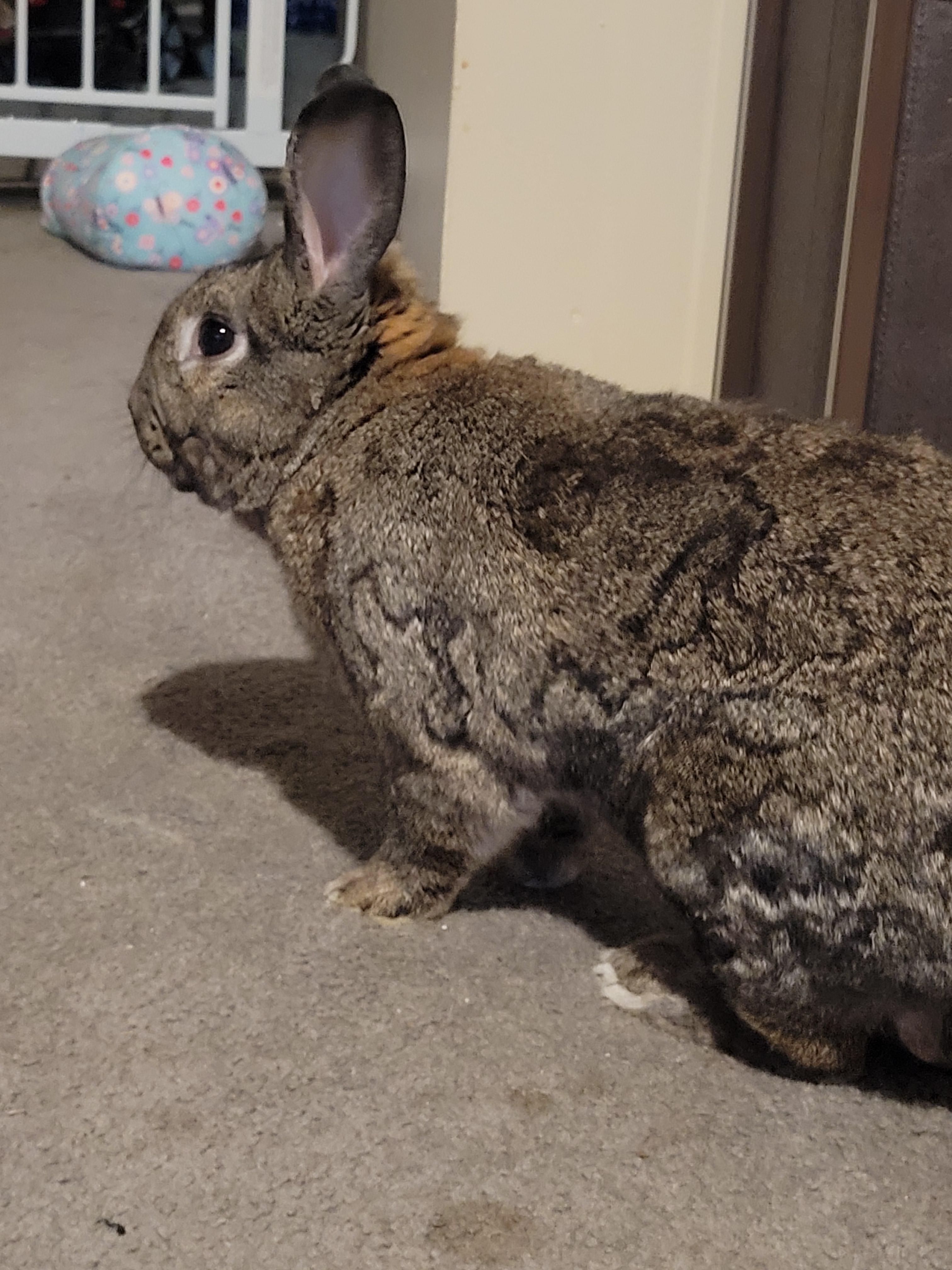 American Chinchilla Rabbits