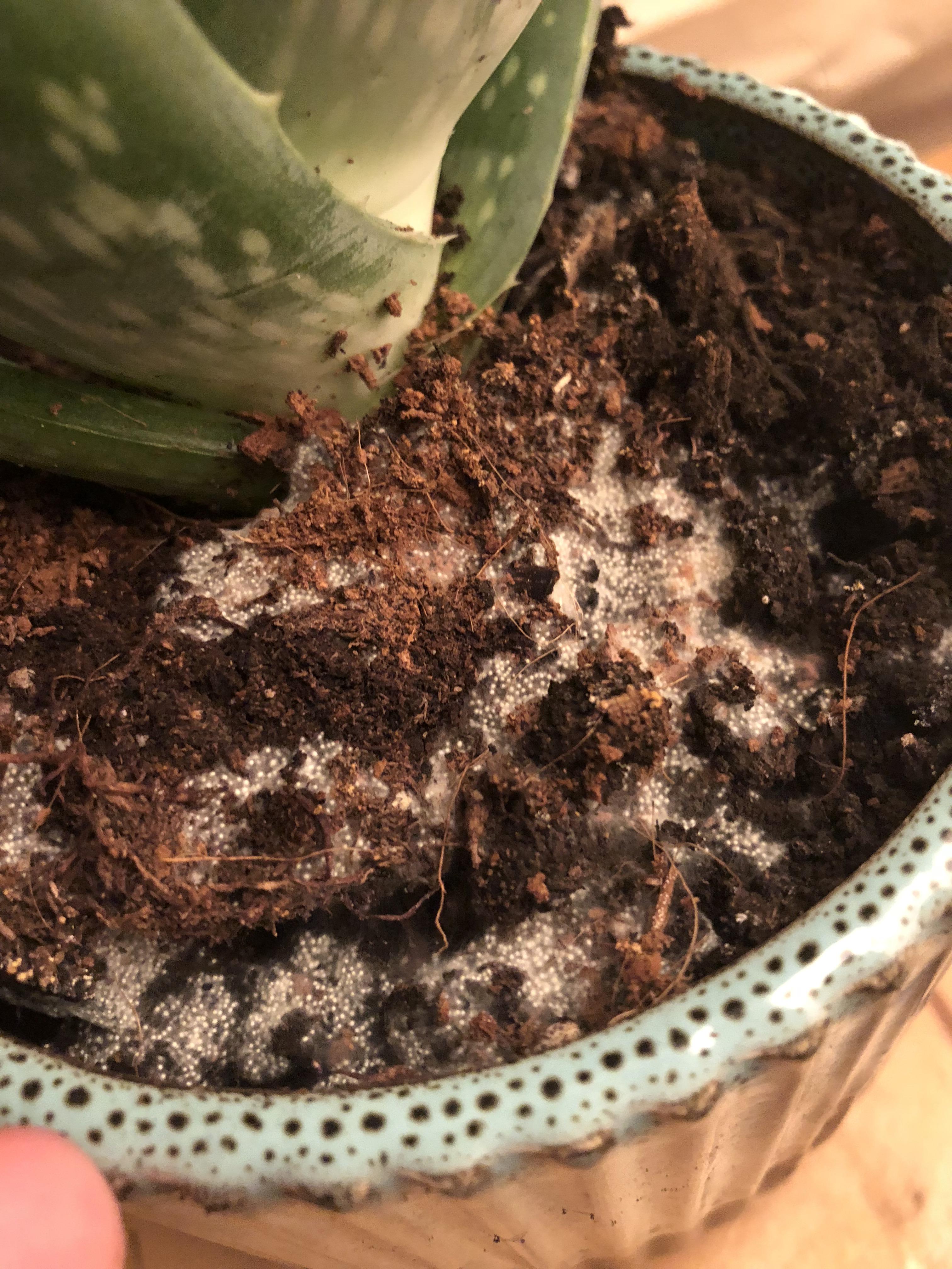 Growing under my aloe plant, what is it? r/mycology