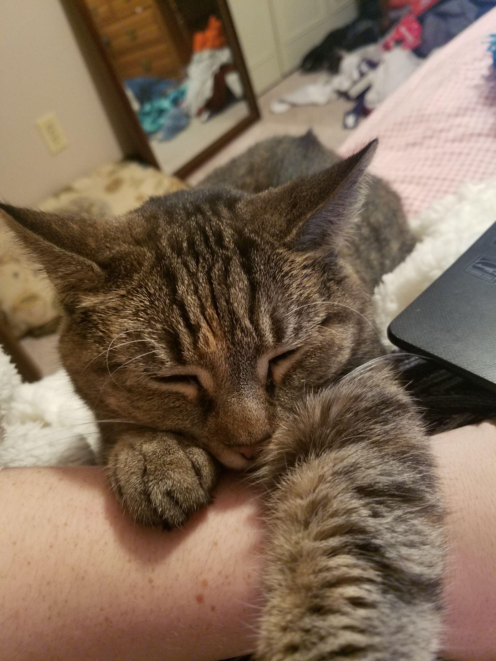 She sleeps on my arm every time I use my laptop. Meet Sadie, reddit r/aww