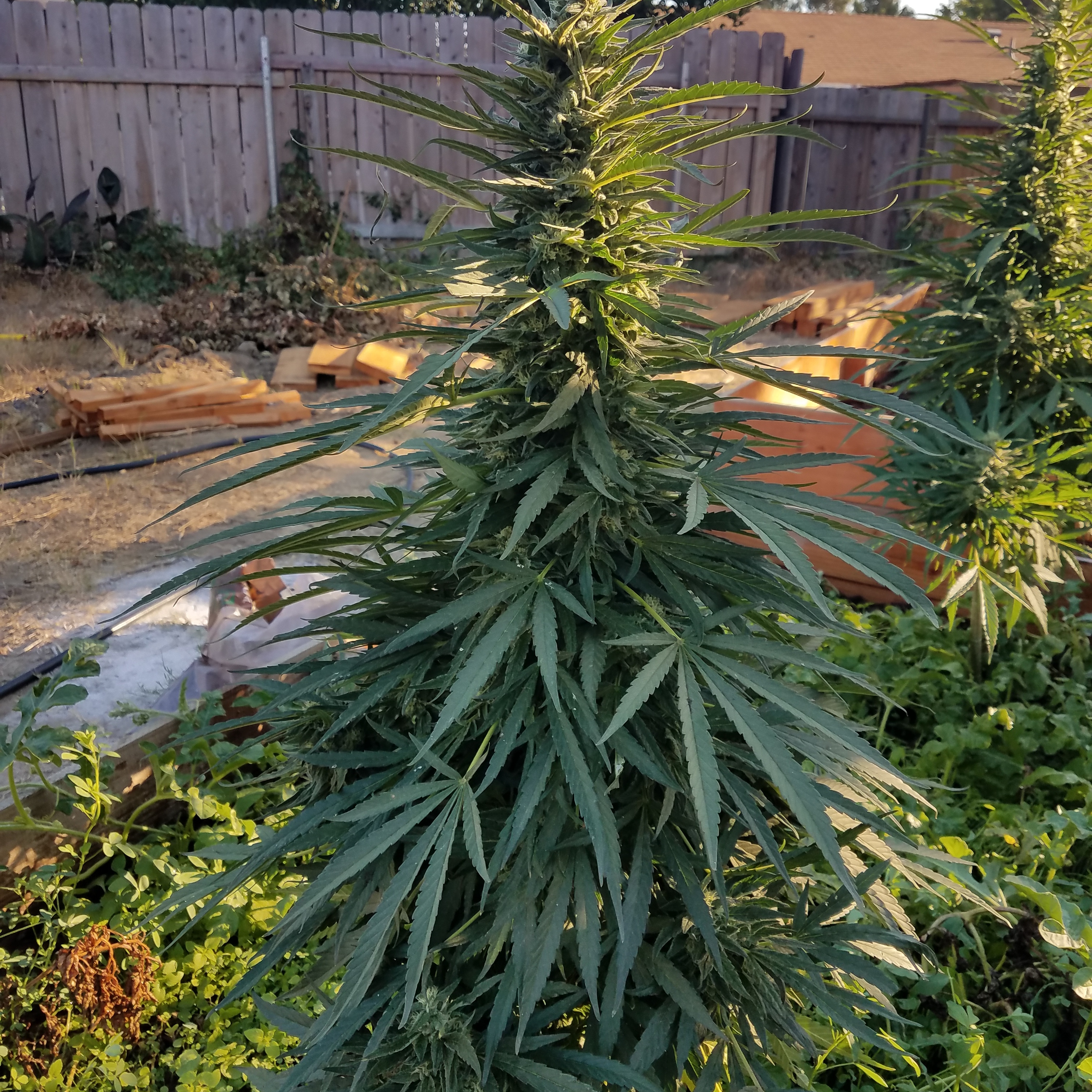 Grow your own r/trees