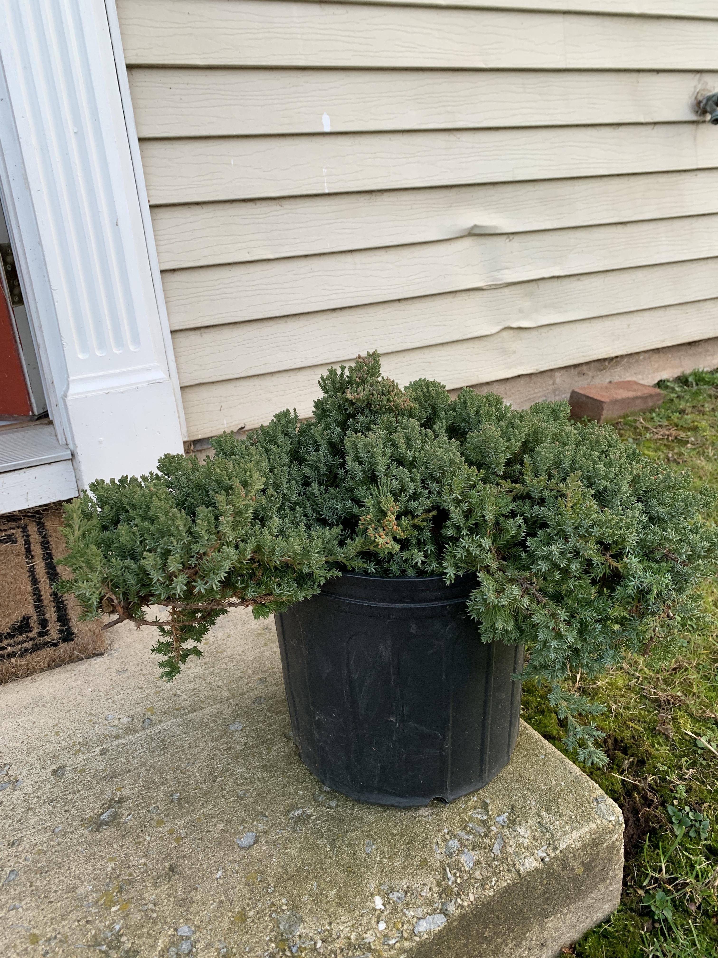 6 dollar juniper bush at Home Depot r/Bonsai
